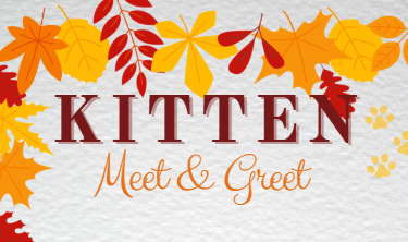 Kitten Meet & Greet!