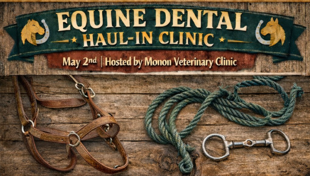 Equine Dental Haul-In Clinic