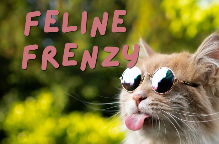 Feline Frenzy!