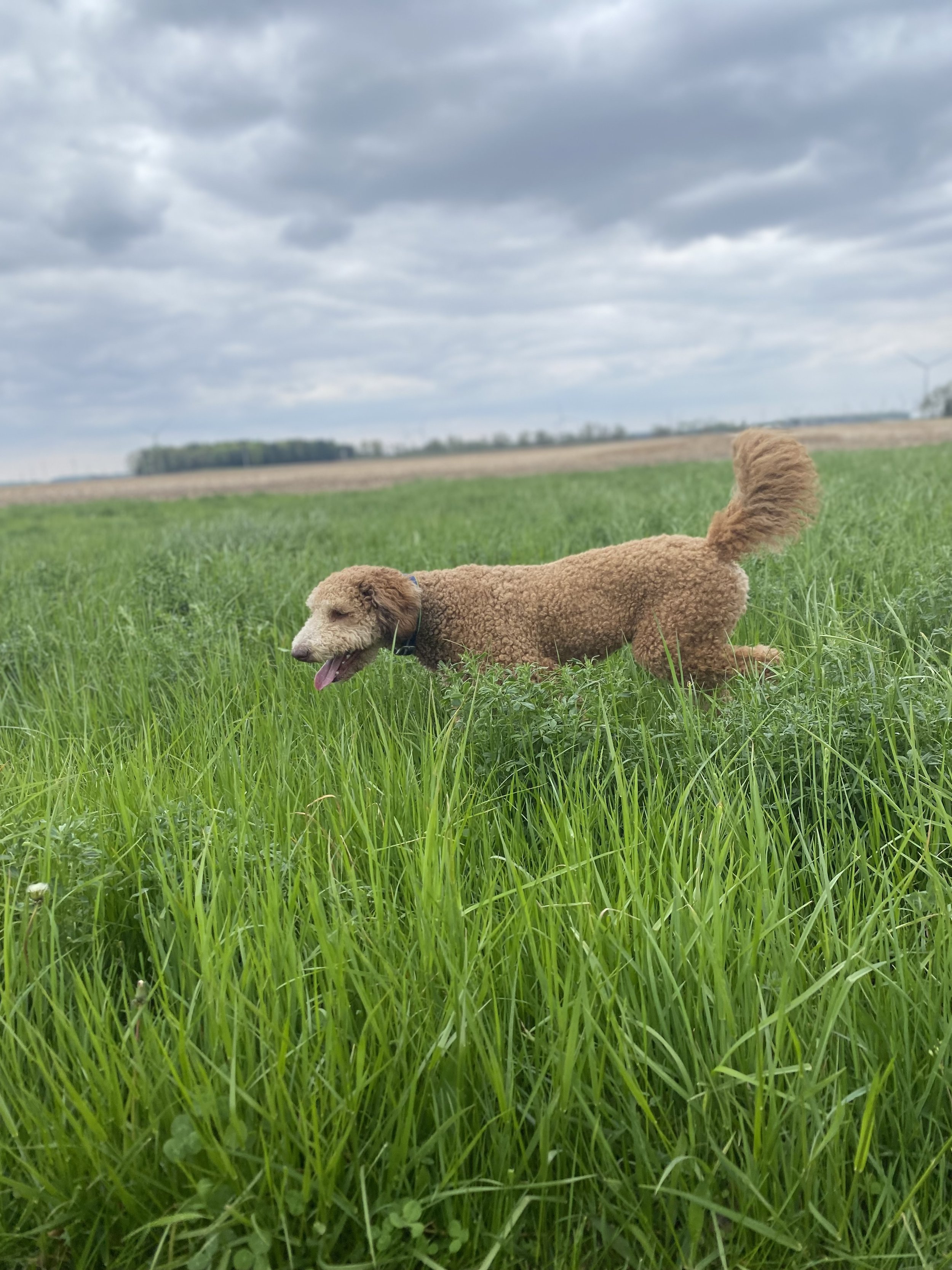 Teddy Roo Kirsch