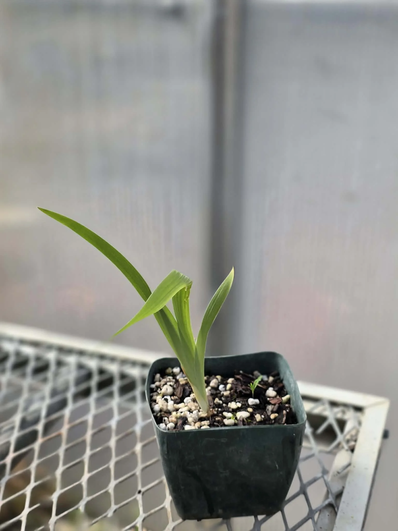Organic Iris domestica,Blackberry Lily, She gan, Live Plant