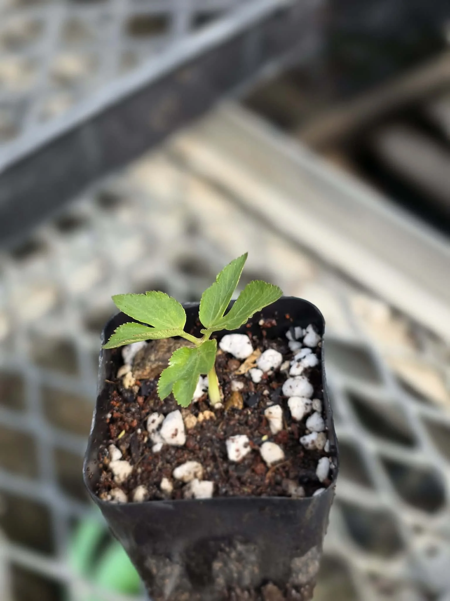 Organic Angelica giga Live Plant