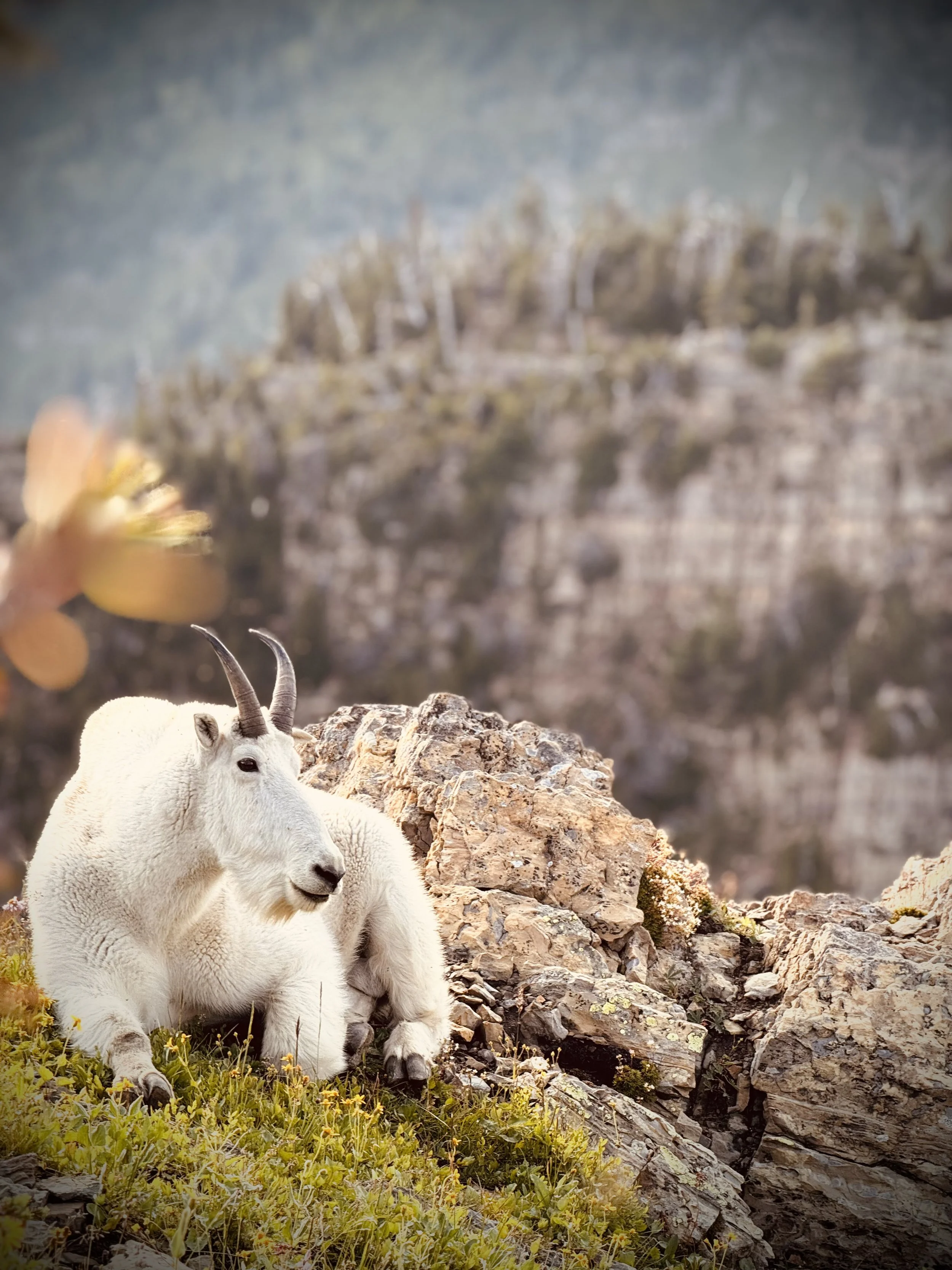 A mountain goat resting on a grassy patch with rocks, mountain cliffs in the background.