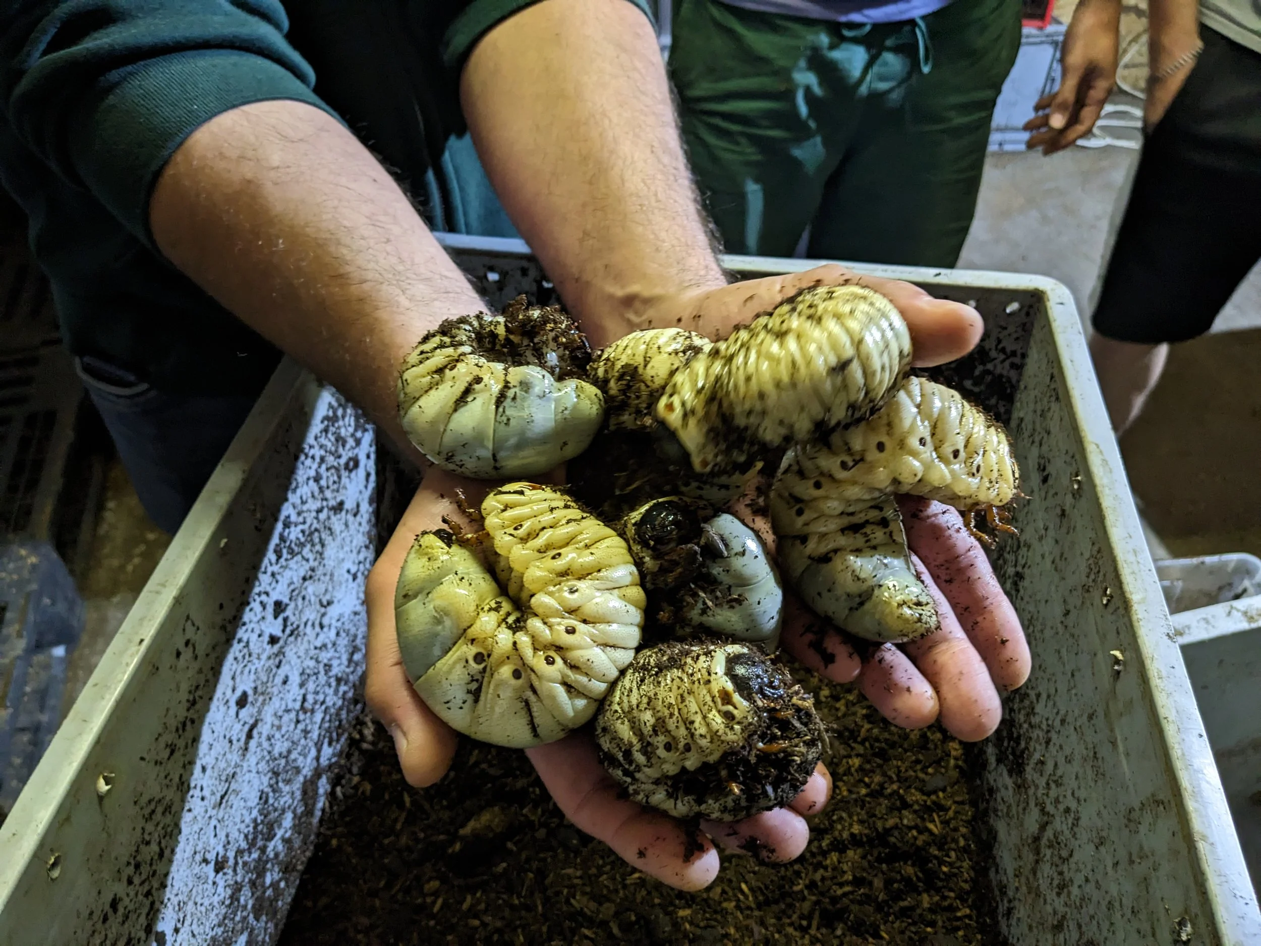 Prächtige Larven von Megasoma actaeon