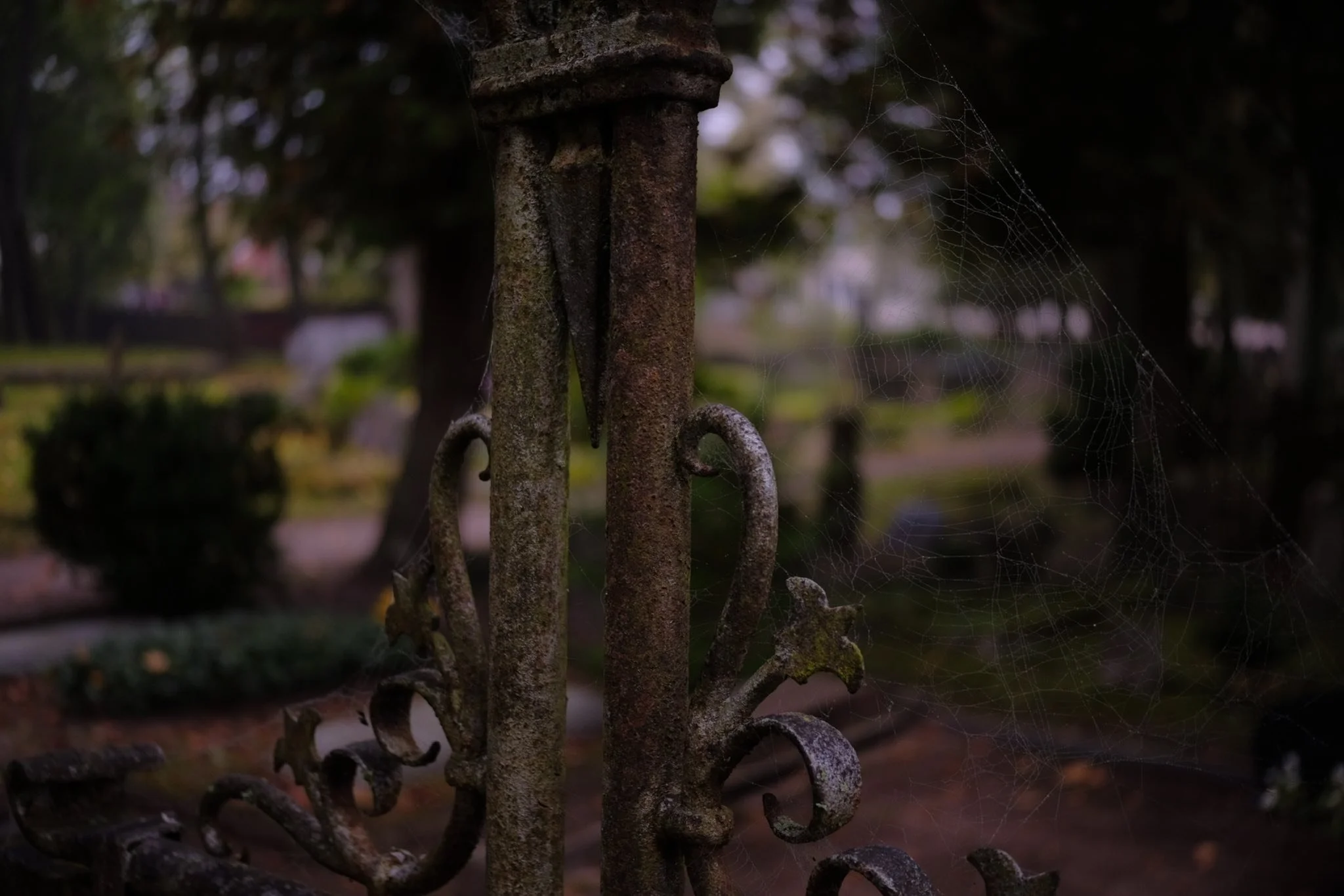 Spider web in Kuldīga cemetery, 2025.