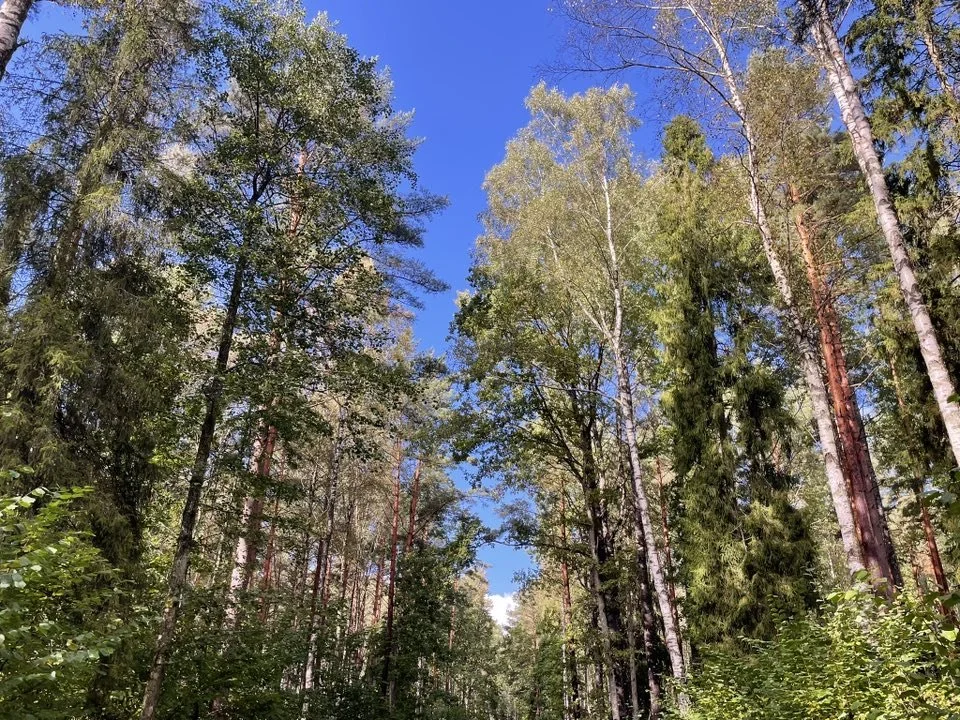 Baltic pines and aspen in Mežaparks, 2025.