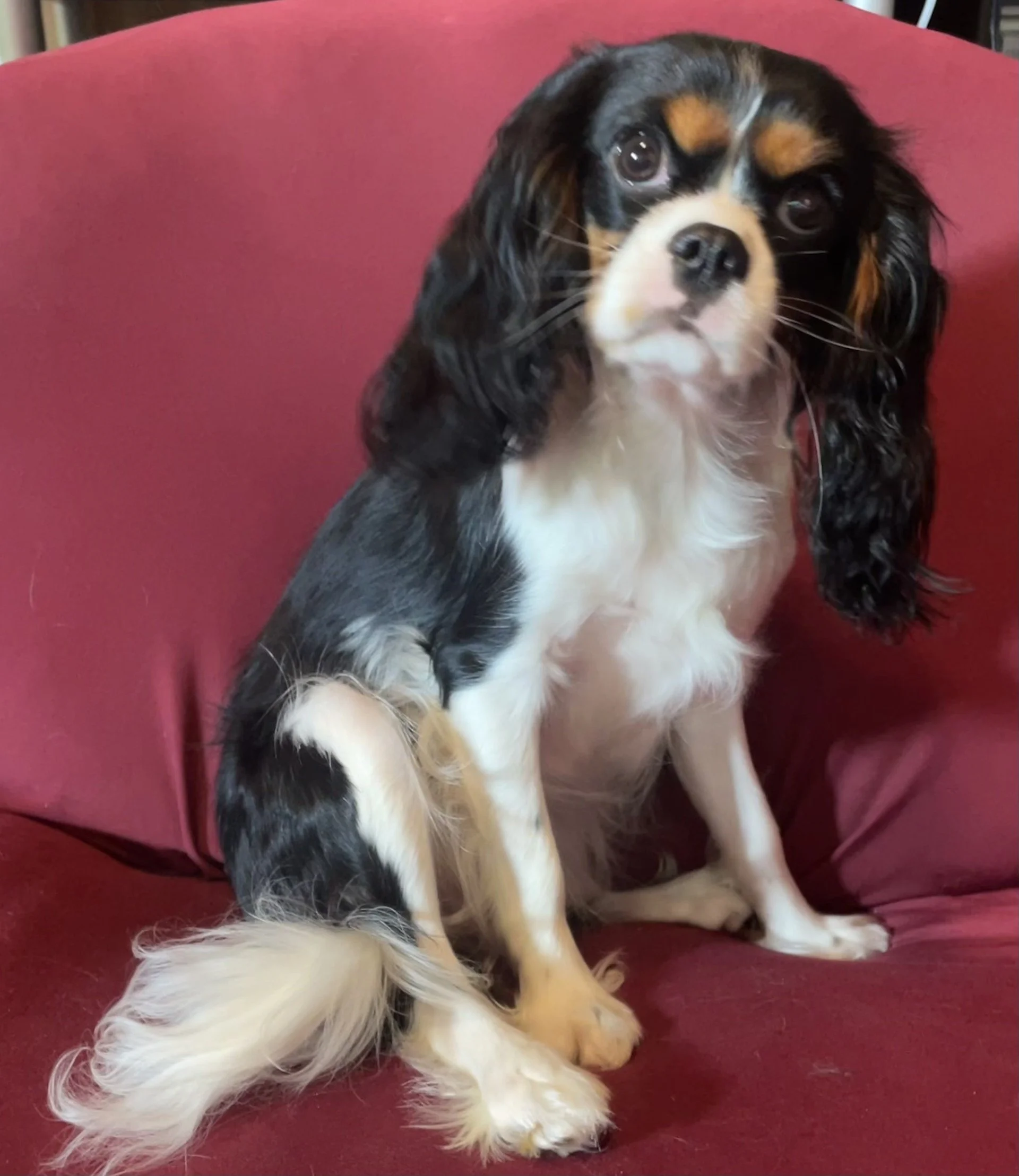 ZOEY TRI COLOR CAVALIER