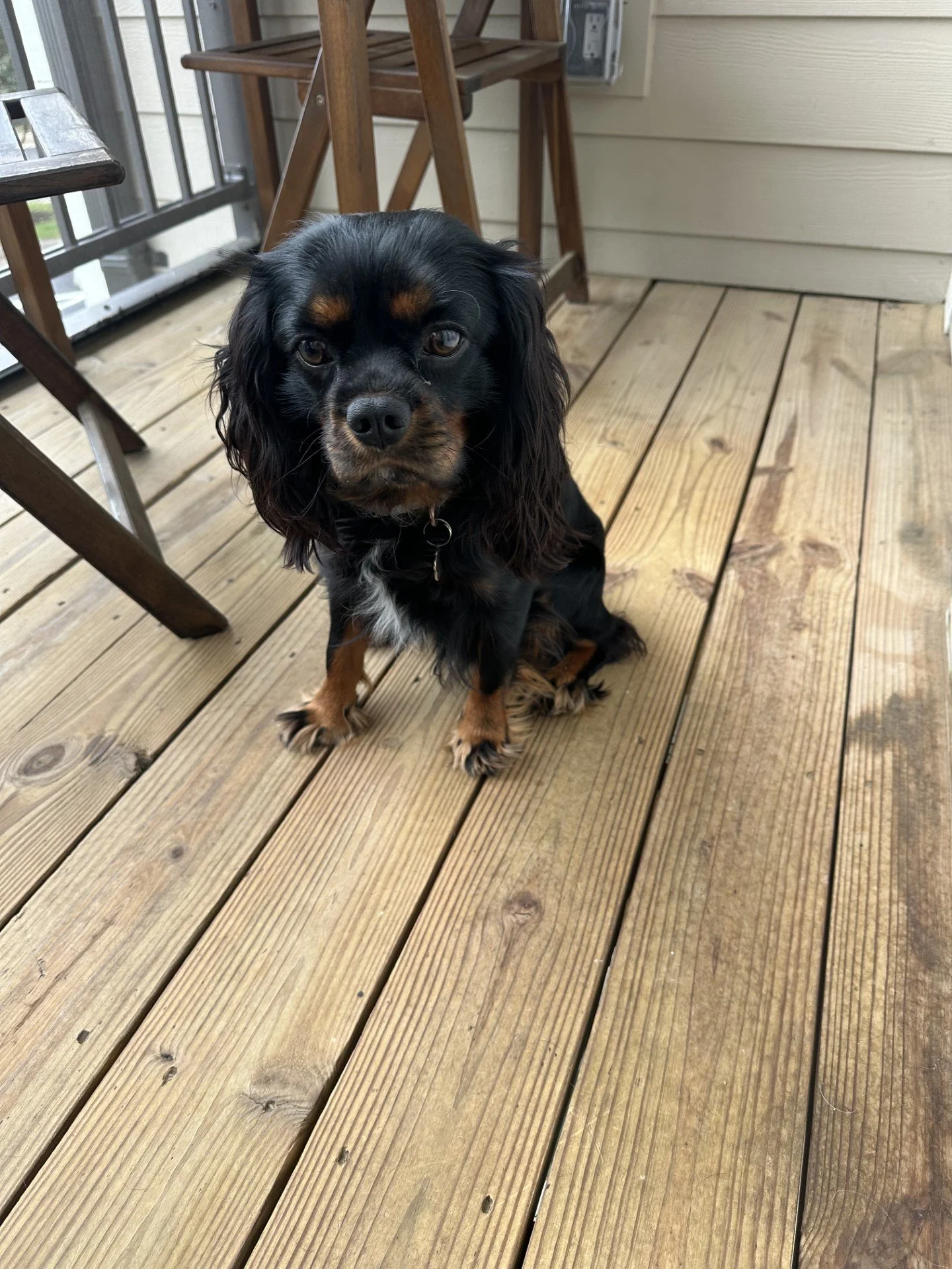 ZION BLACK AND TAN CAVALIER