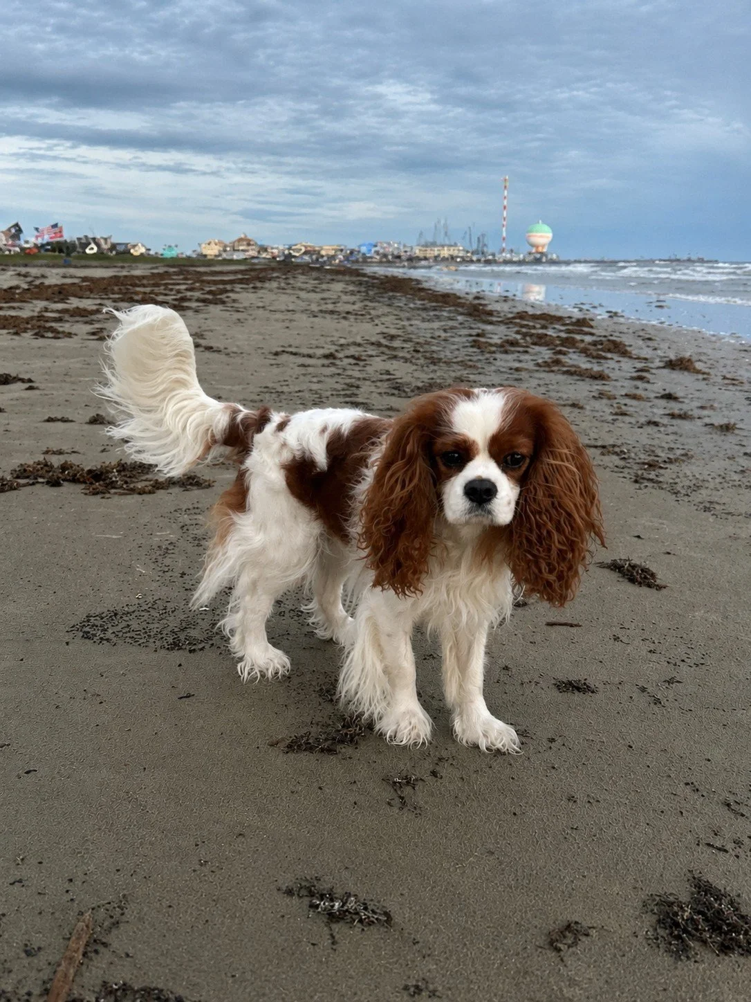 TAZ BLENHEIM CAVALIER