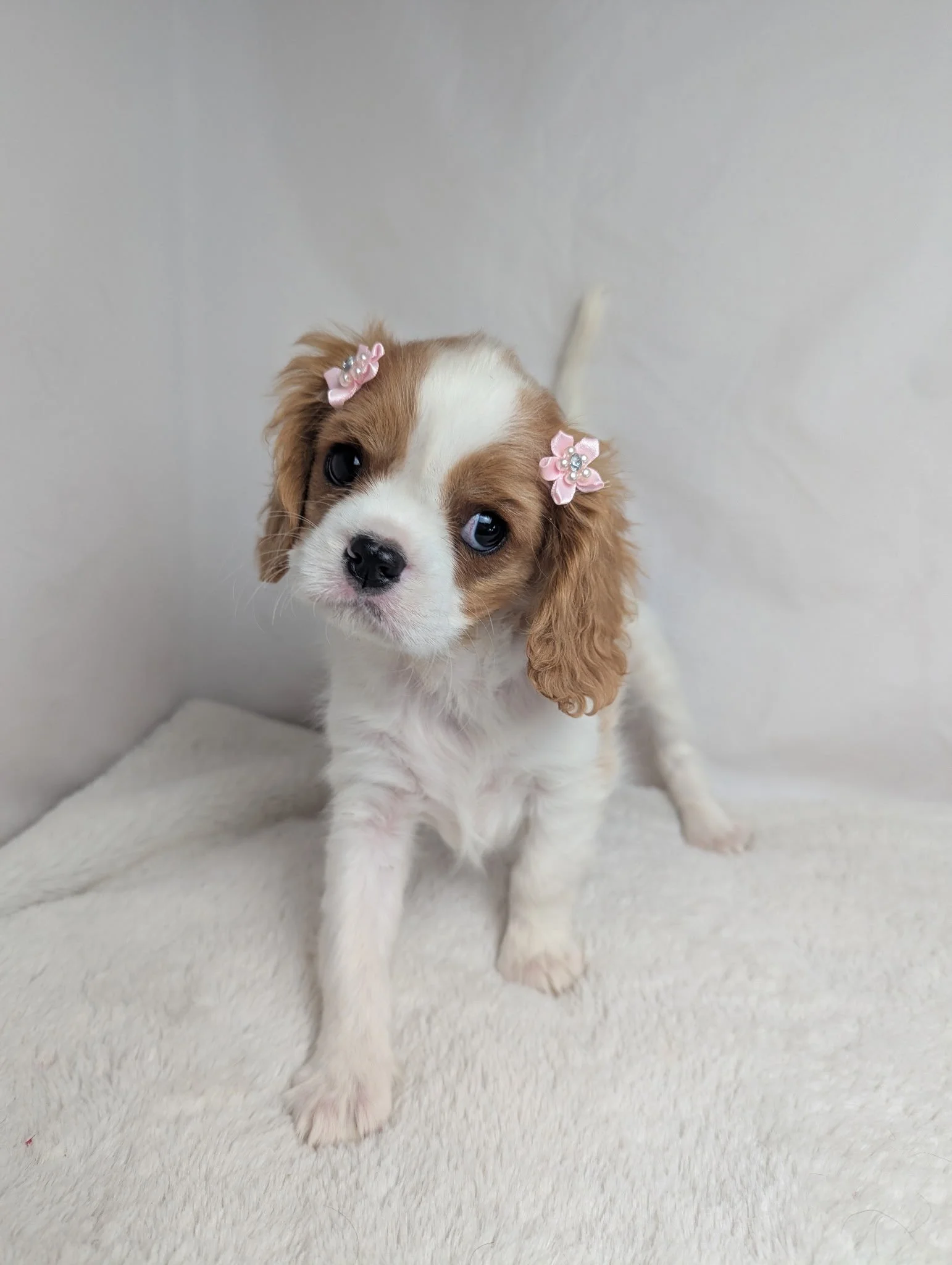 PETUNIA BLENHEIM CAVALIER