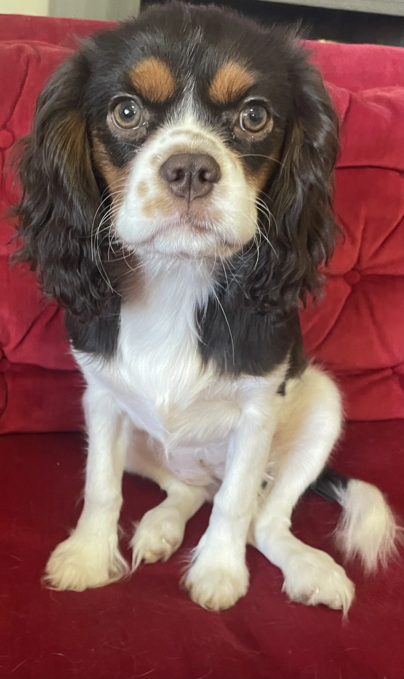 ZINNIA CHOCOLATE TRI CAVALIER