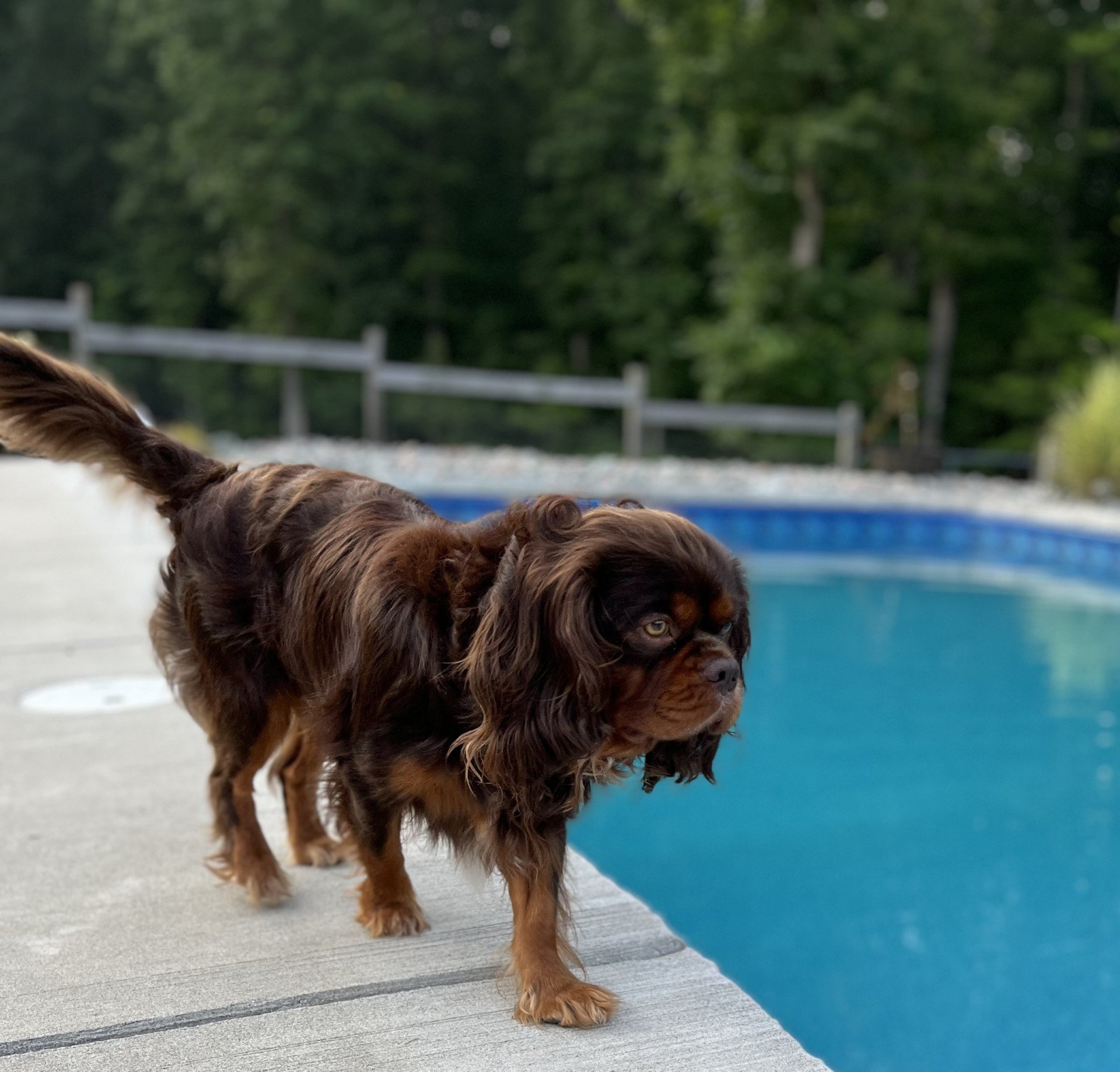MAUI CHOCOLATE CAVALIER