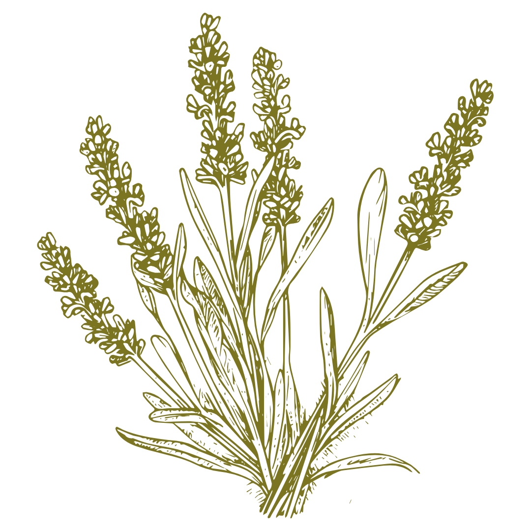 Green illustration of prairie flowers