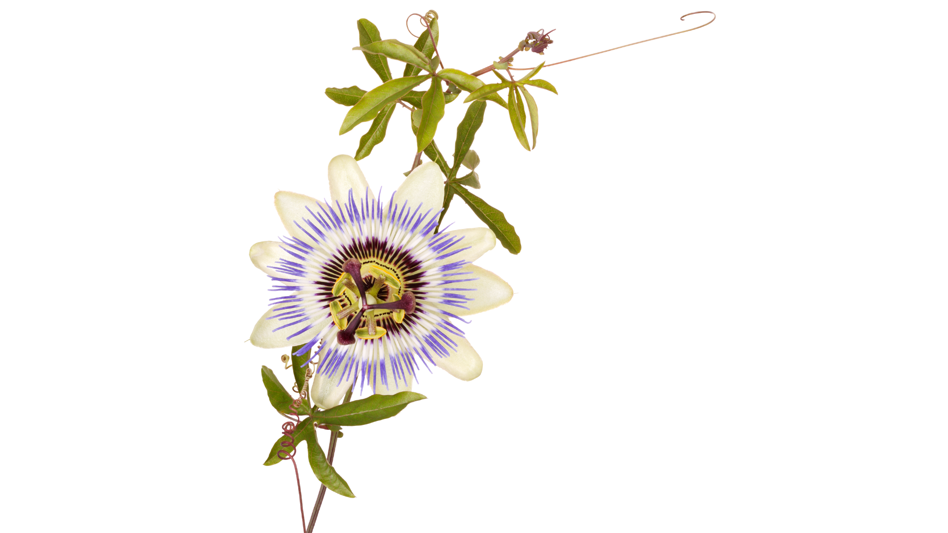 Illustration of a flower with purple and white petals and a green climing vine
