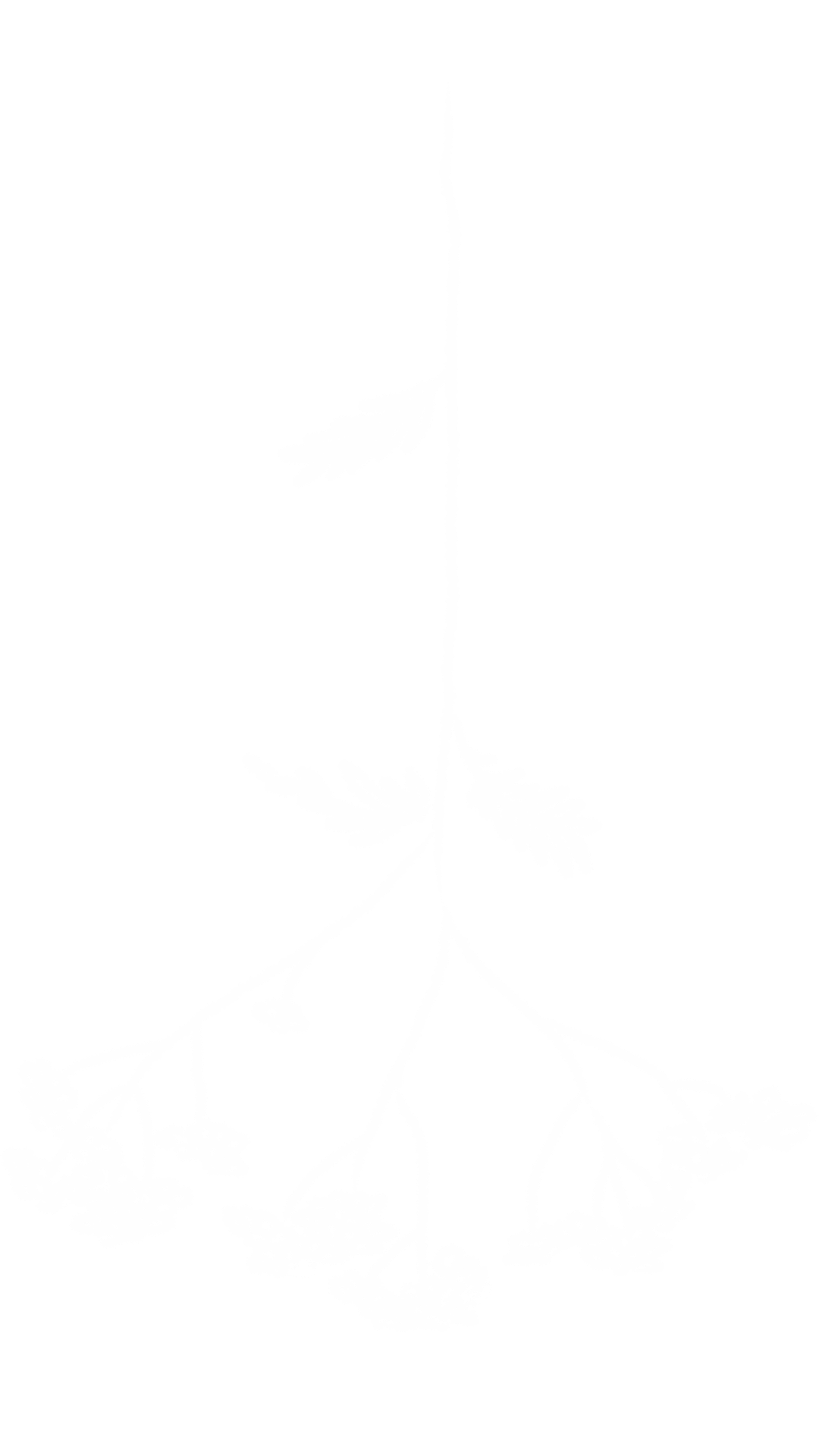 A white illustration of a wildflower stalk with a few bunches of small flowers