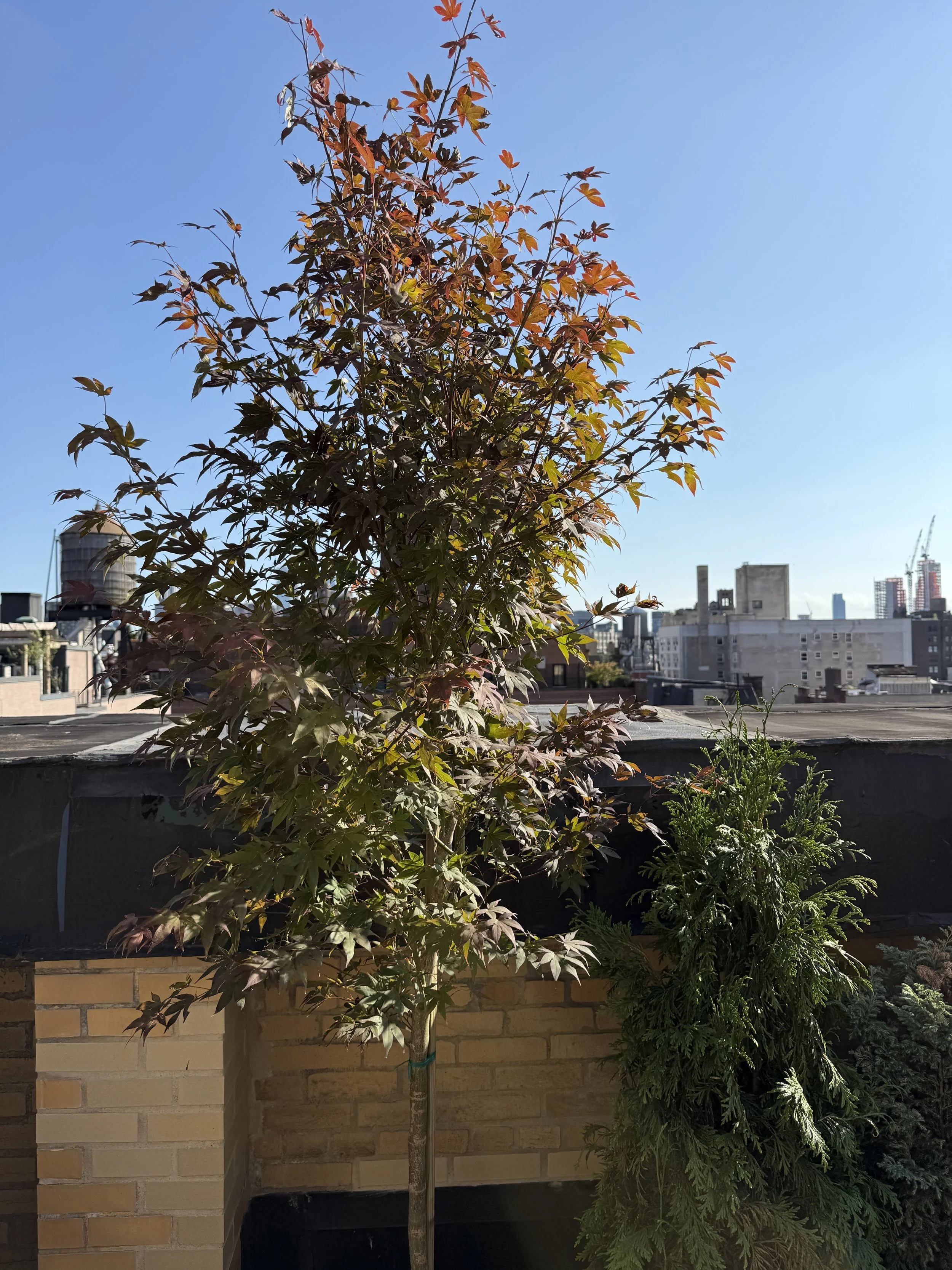 Landscape Designer 2 – Project MAY NYC Lauren Talio.jpg