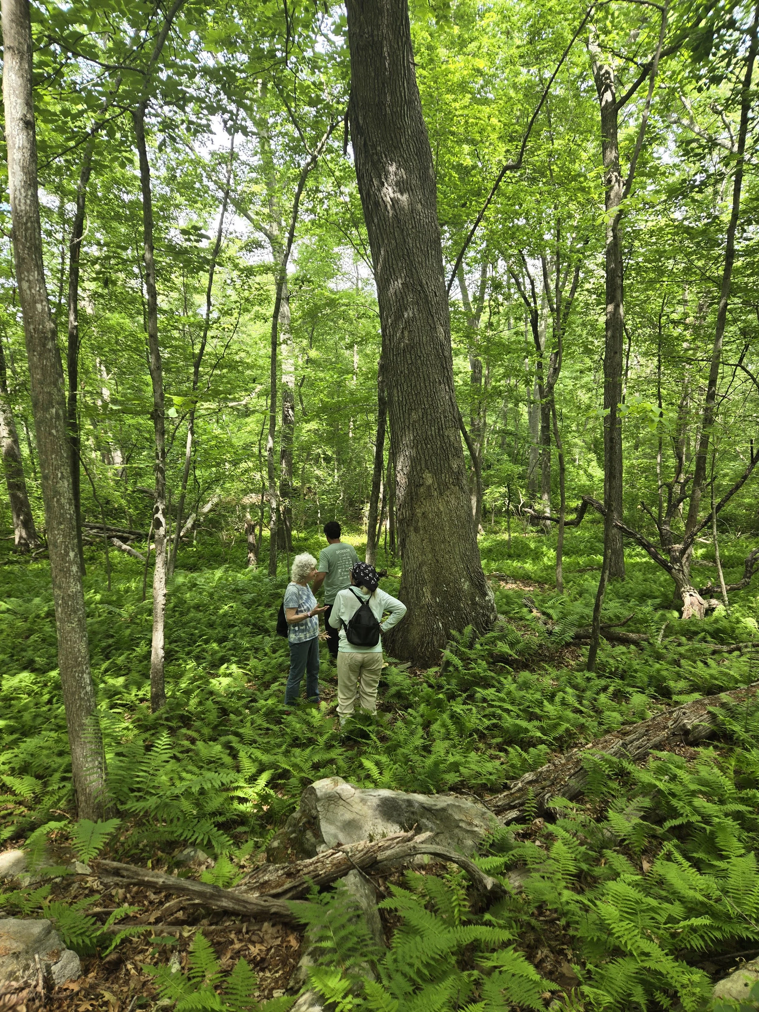 (Past Event) Tree Walk at Chafee Rome Point Preserve - June 19, 2026