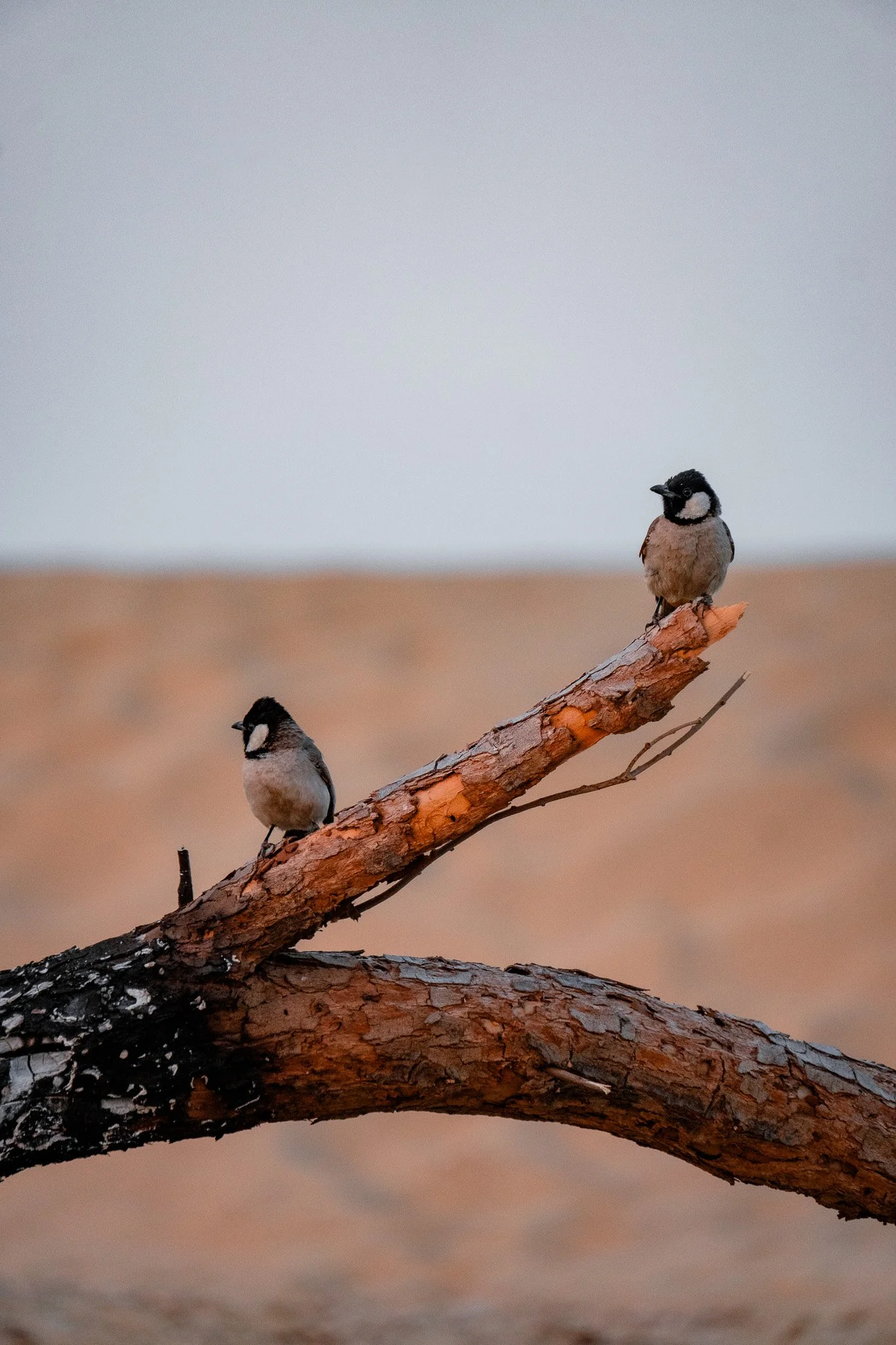 Jaisalmer-Wüste-Vögel.jpg