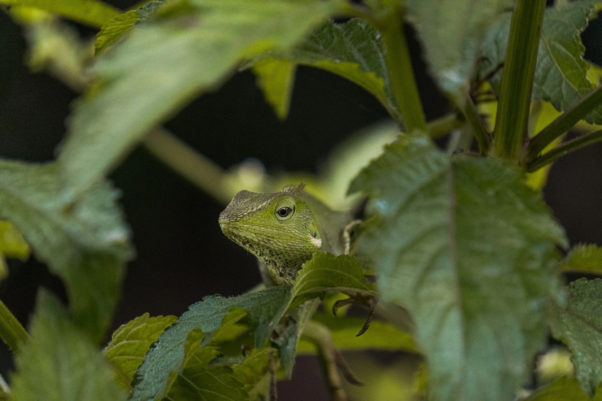 Bali-Chamaeleon-in-Pflanze.jpg