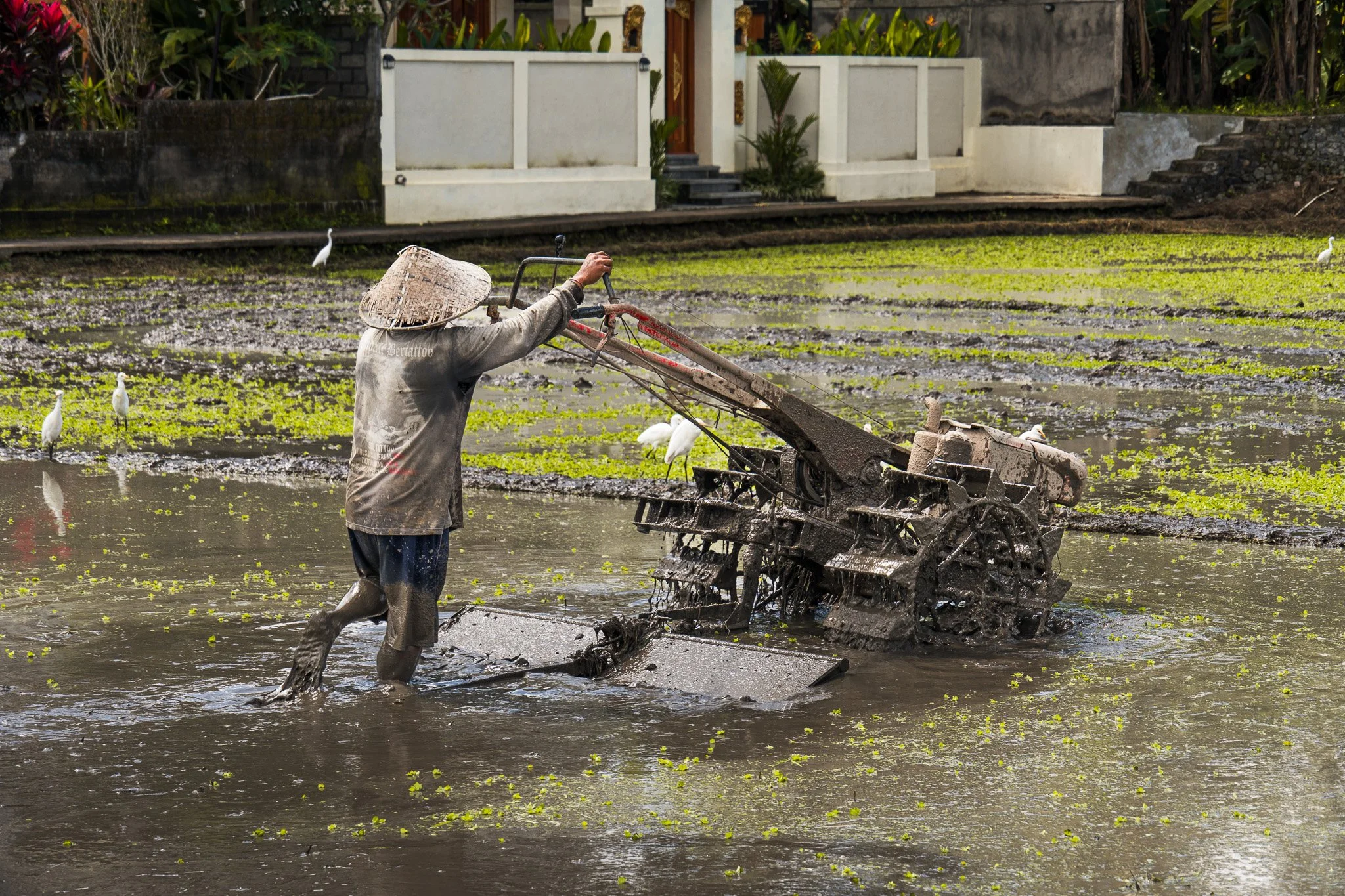 Bali-Ubud-Reisfeld-Arbeiter-mit-Pflug.jpg