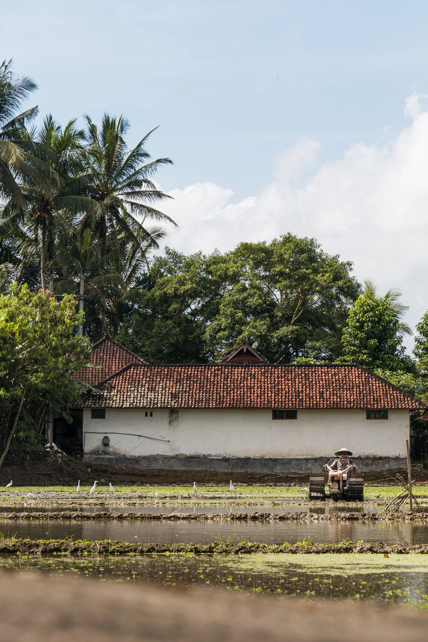 Bali-Ubud-Reisfeld-Arbeiter.jpg