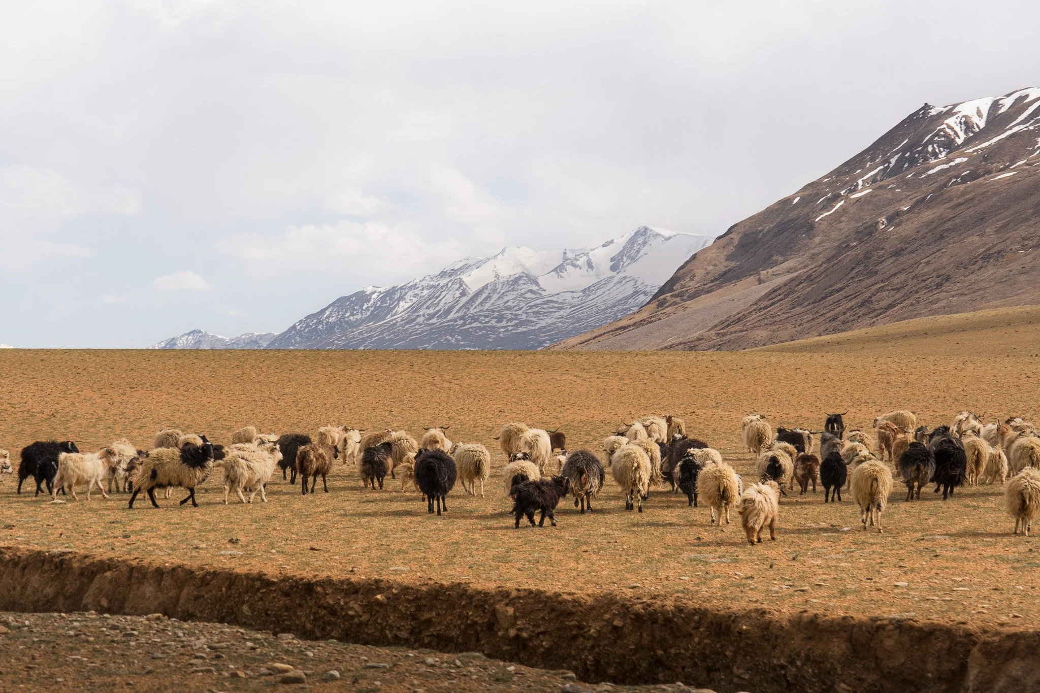 Ladakh-Tso-Moriri-Pass-mit-Schafherde.jpg