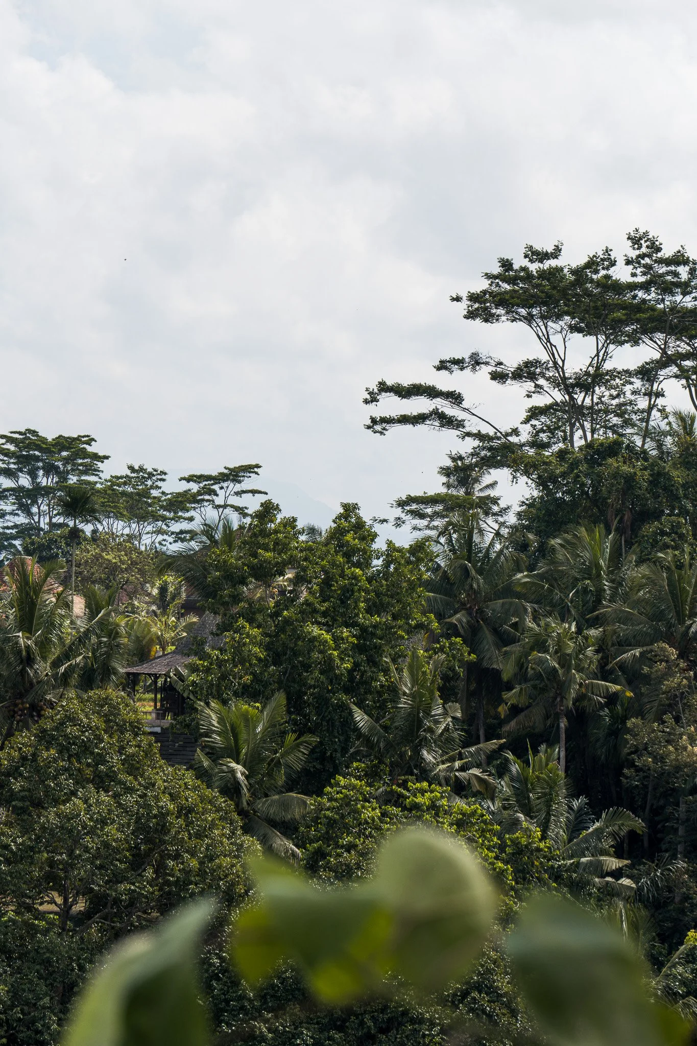 Bali-Ubud-Wald.jpg