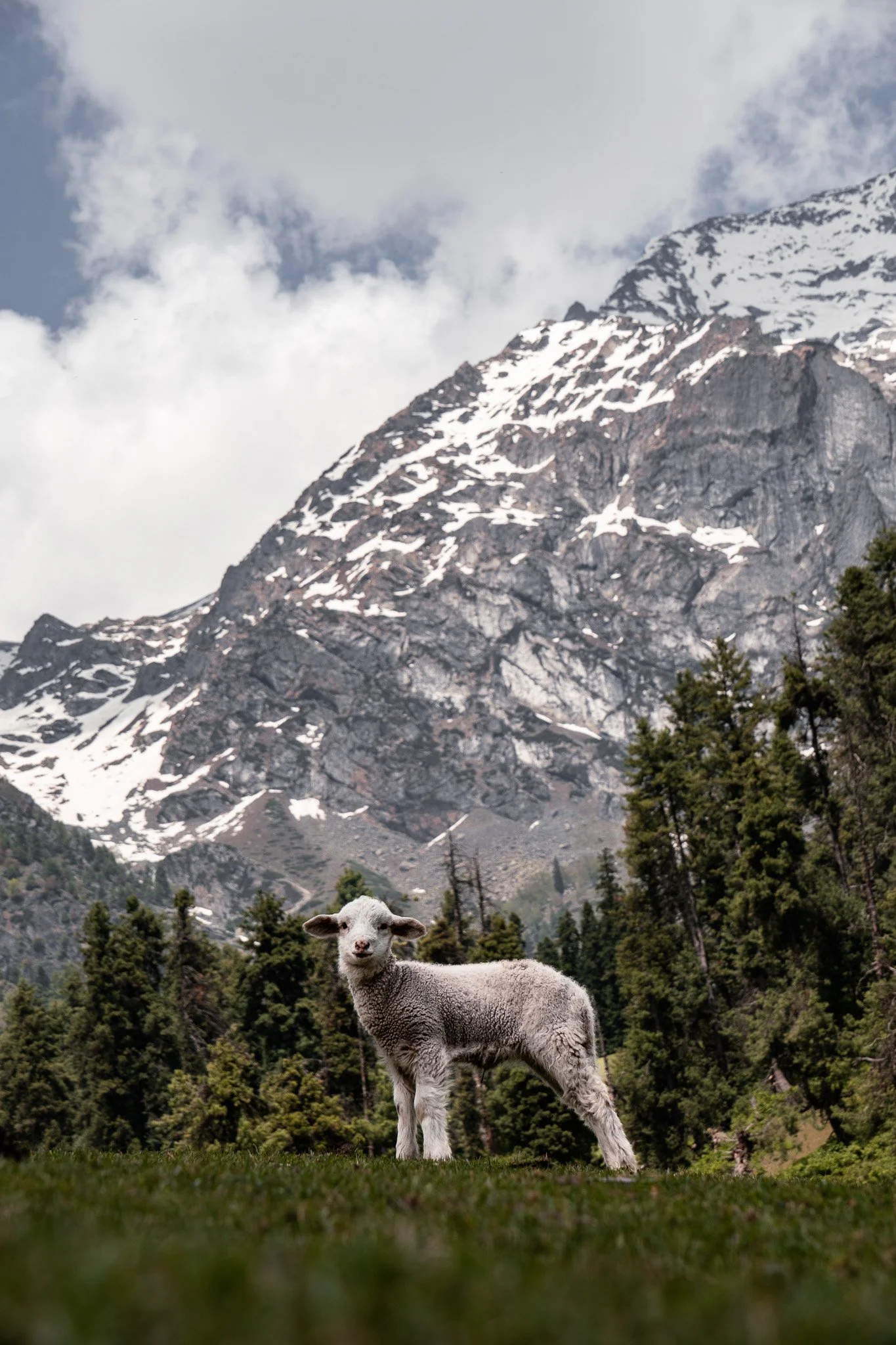 Aru-Valley-Jammu-Kashmir-Schaf-vor-Berg.jpg