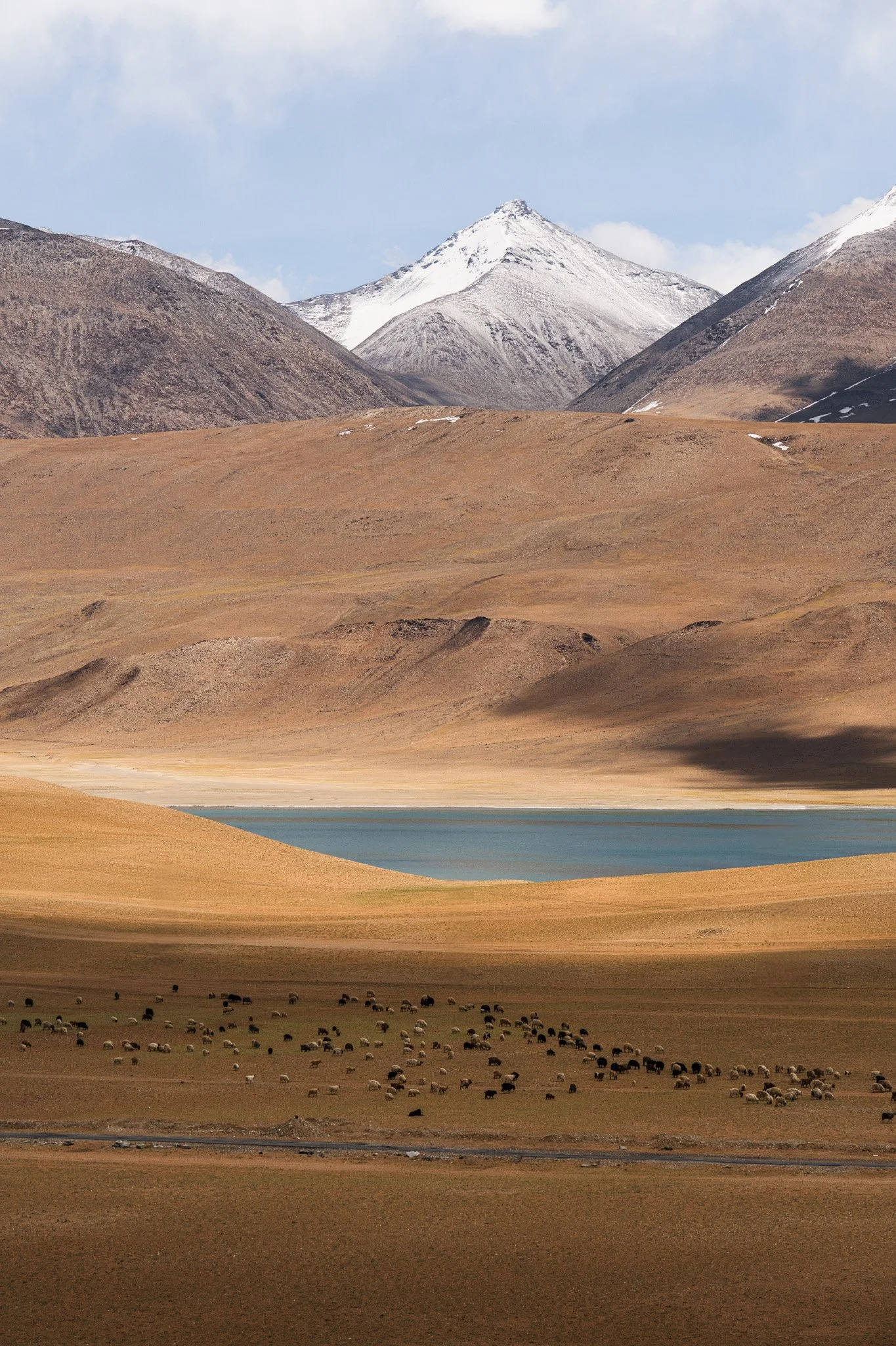 Ladakh-Kyagar-Tso-See-Schafherde.jpg