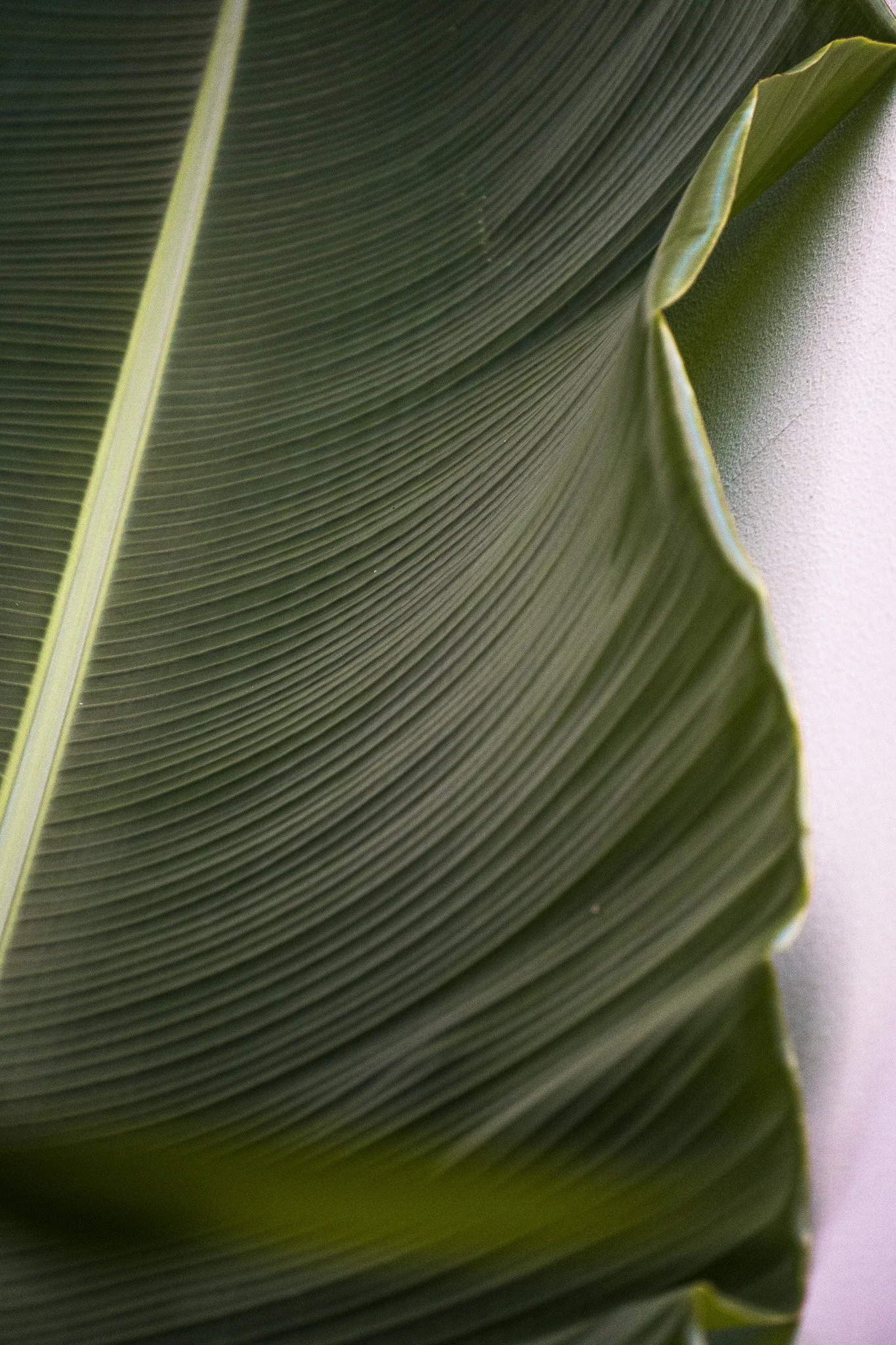 Hoi-An-Blatt-Strelitzie-Nahaufnahme.jpg