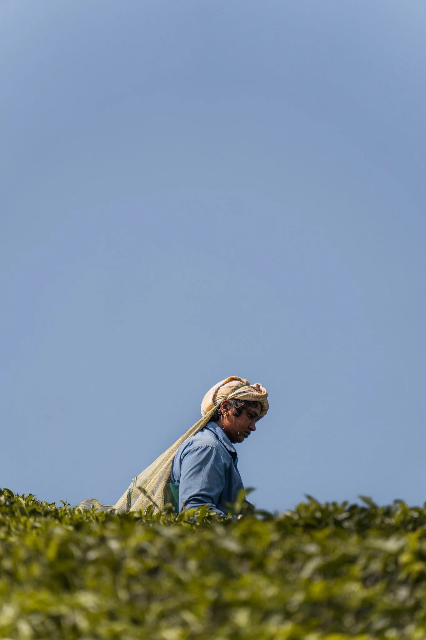 Munnar-Teeplantage-Arbeiterin.jpg