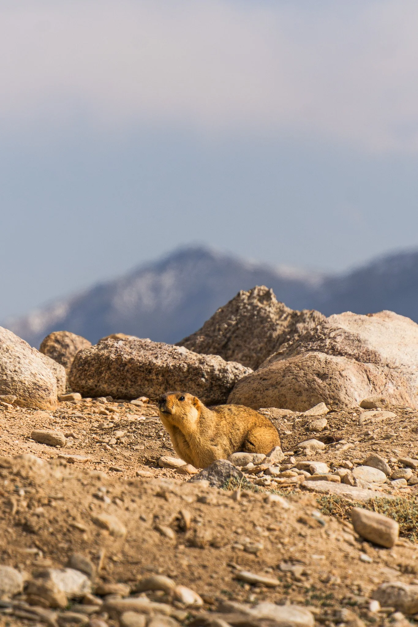 Ladakh-Tso-Moriri-Murmeltier.jpg