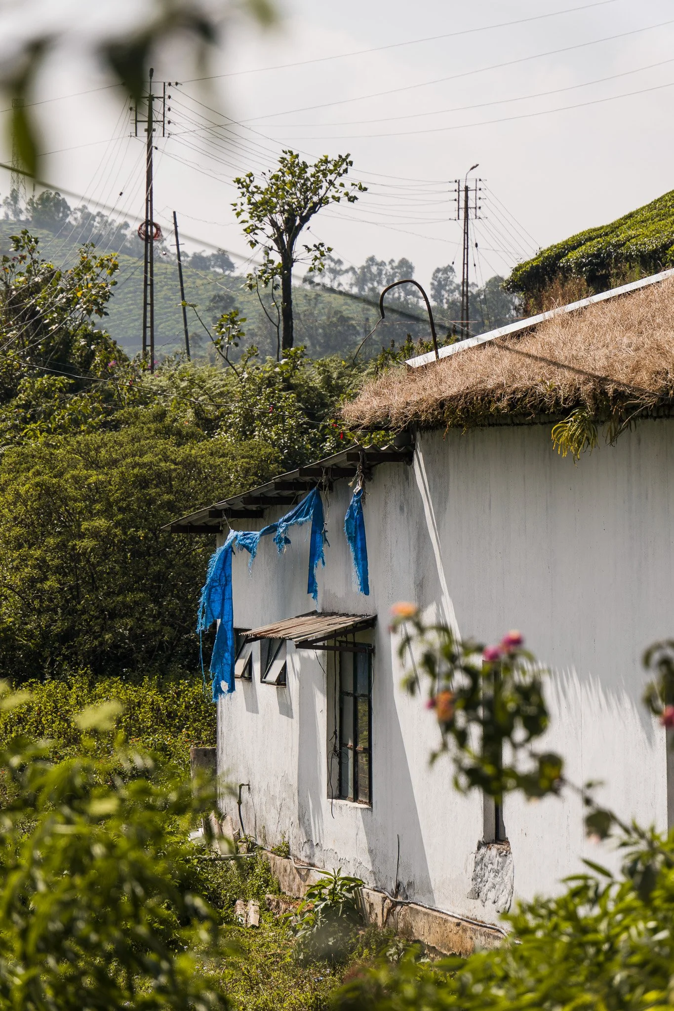 Munnar-Haus-in-den-Teeplantagen.jpg