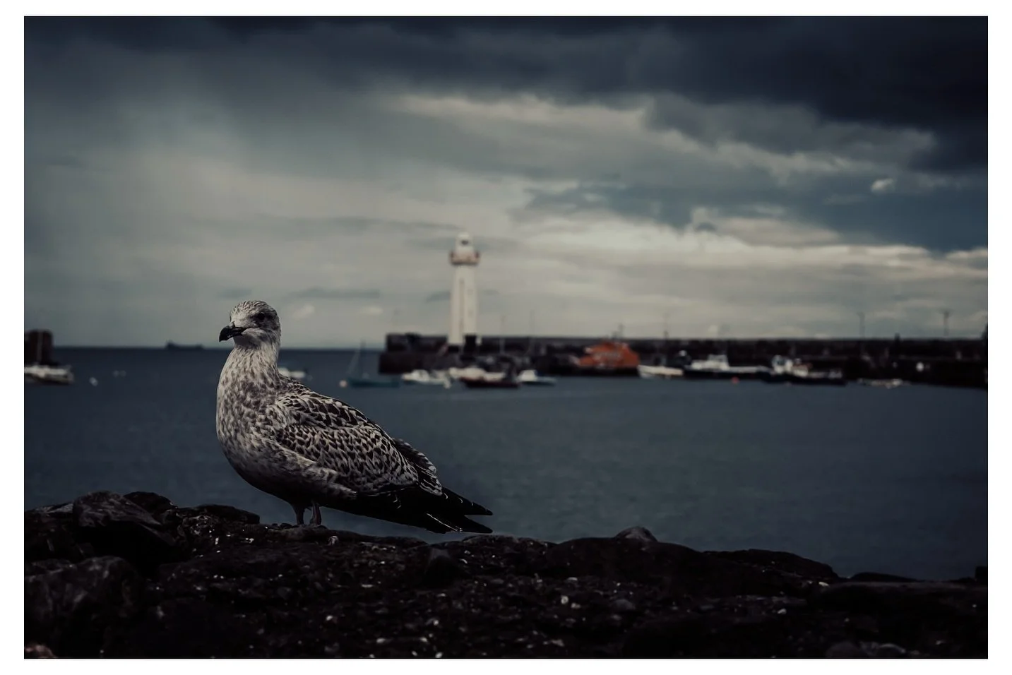 Seagull special 📸