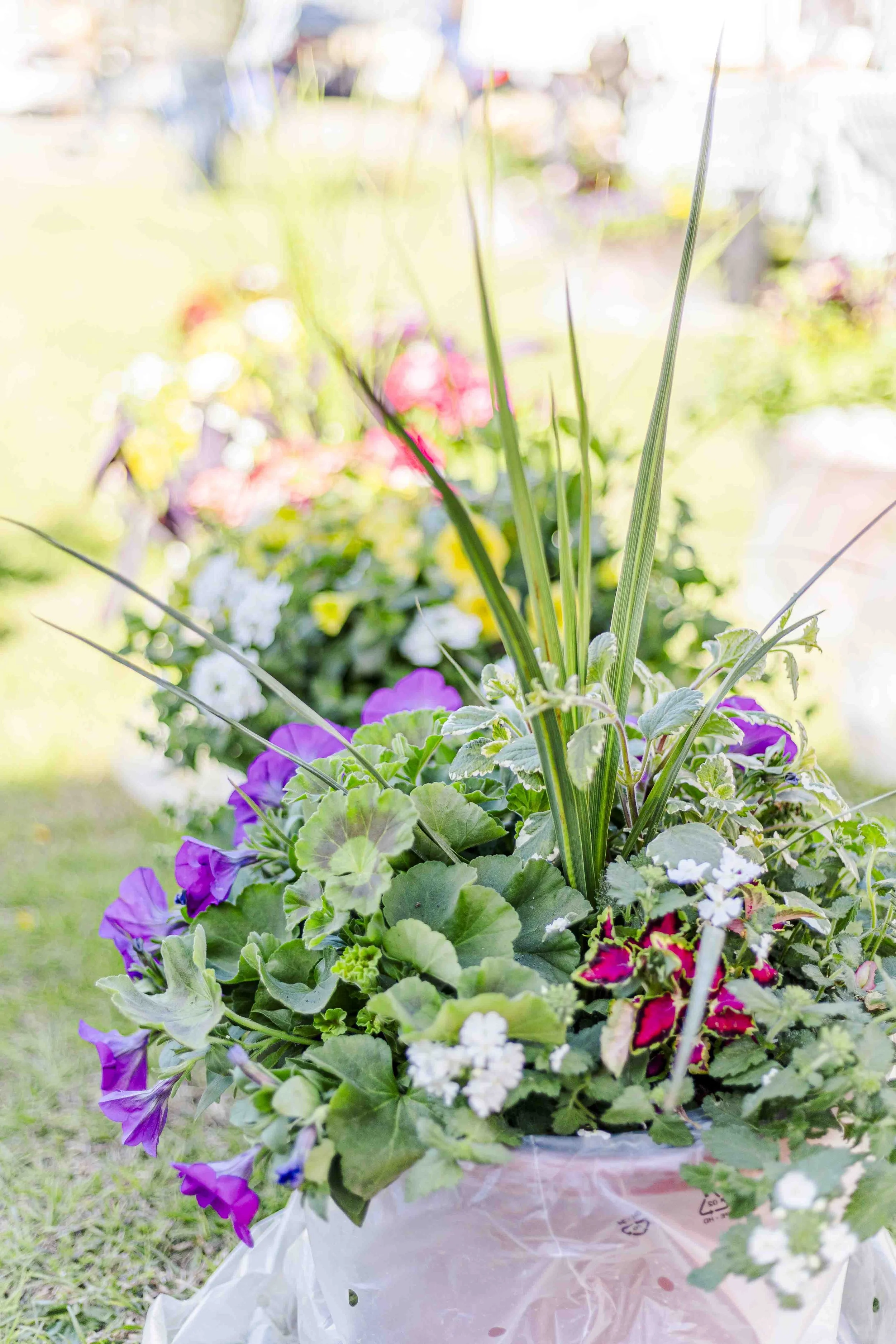 OPENING DAY (SUNDAY) &amp; PLANT SALE