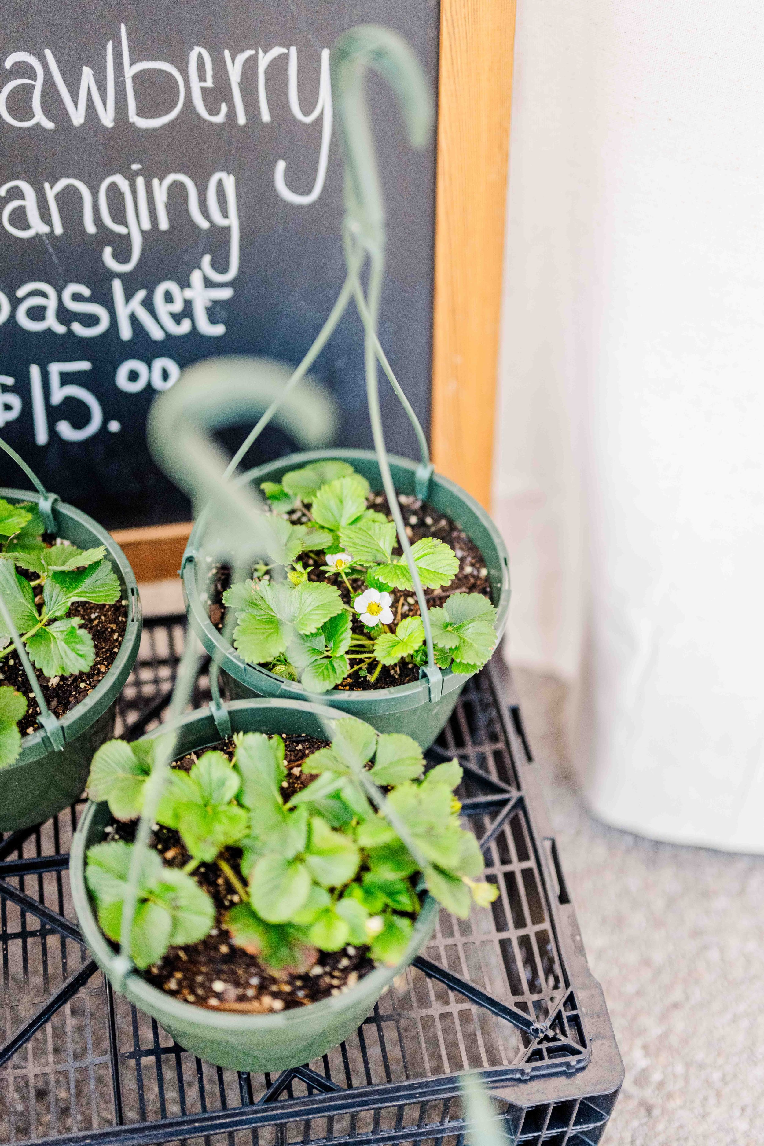 OPENING DAY &amp; PLANT SALE