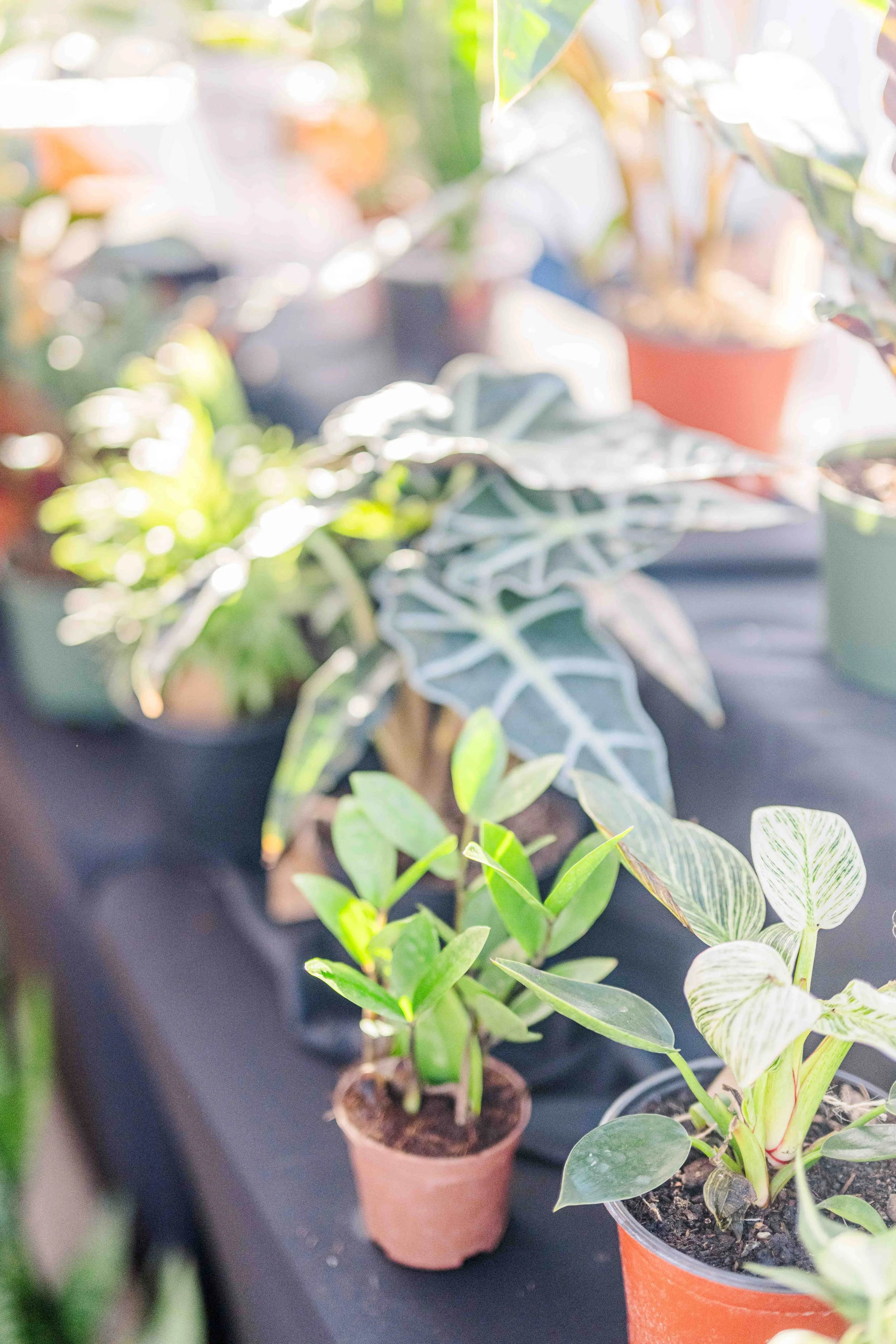 April 19th Market (Sunday)