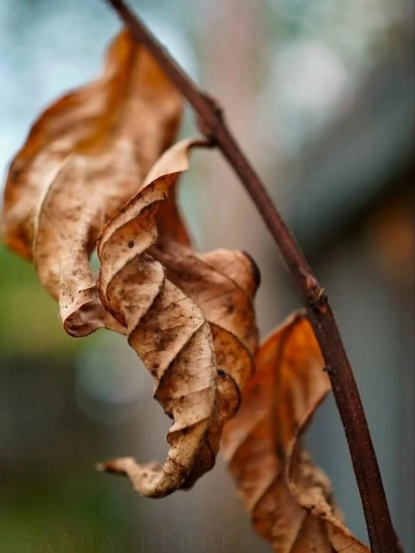 As tu en ce moment les l&egrave;vres gerc&eacute;es et la gorge s&egrave;che ?

Plut&ocirc;t la peau qui te gratte ? ou de la constipation ?

Et oui cela est en lien avec le climat de l&rsquo;automne qui est la s&eacute;cheresse !

D&rsquo;ailleurs ,