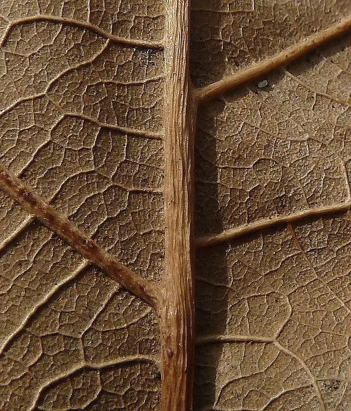 Aujourd&rsquo;hui, c&rsquo;est l&rsquo;&eacute;quinoxe d&rsquo;automne 🍂. Votre corps, lui aussi, vit ce changement. 

Savez-vous comment l&rsquo;accompagner naturellement ?

✨ Mon approche #mes5saisons arrive bient&ocirc;t dans un nouveau format en