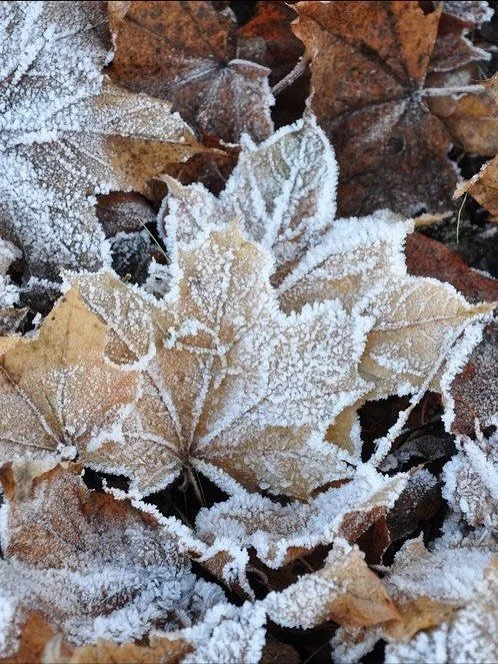 L&rsquo;hiver commence (d&eacute;j&agrave;) selon la m&eacute;decine chinoise 🍵

Du 7 novembre au 15 janvier, le corps se r&eacute;g&eacute;n&egrave;re, les Reins se rechargent.

Retrouvez votre vitalit&eacute; durant cette saison avec le programme 