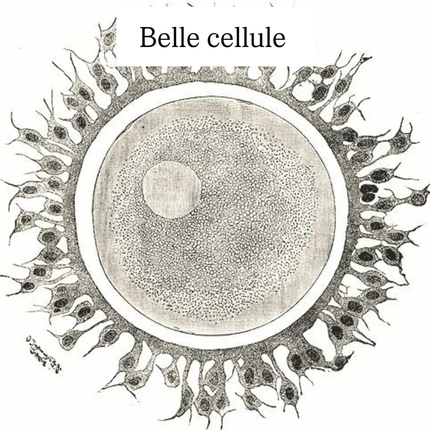 ACTION PREVENTION

Je fais une cure de 3 mois de SPERMIDINE

Je profite de cette p&eacute;riode pour effectuer un travail sur mes cellules et ainsi agir sur mon ADN : je nettoie mes mauvaises cellules et donne de l'&eacute;nergie &agrave; mes bonnes 