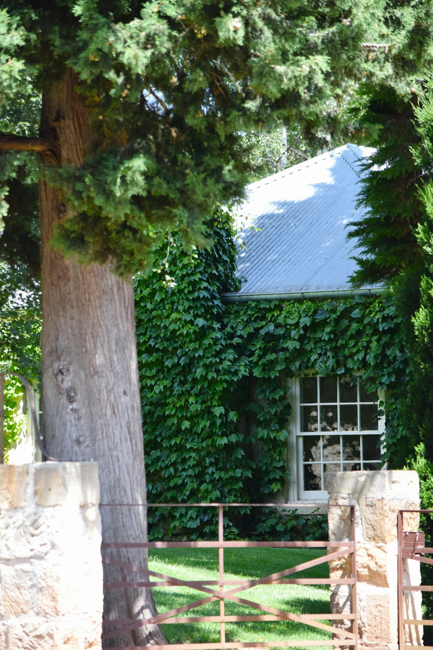 A house surrounded by green ivy and trees, with a white window and a metal roof, framed by stone columns and a metal fence.