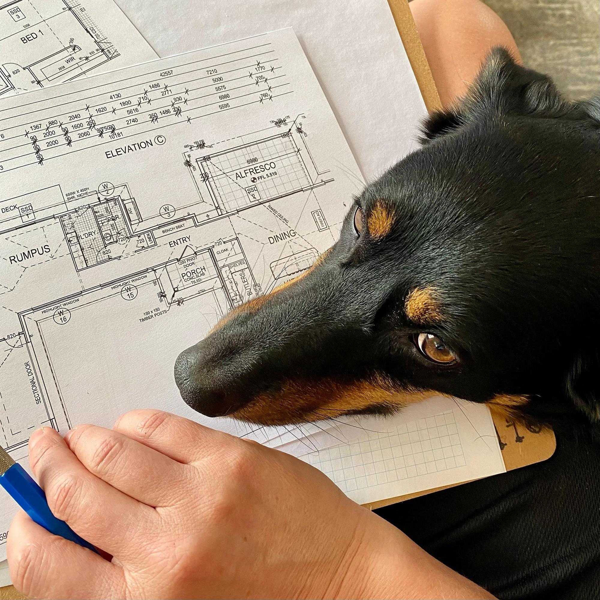 Home floorplan with dog
