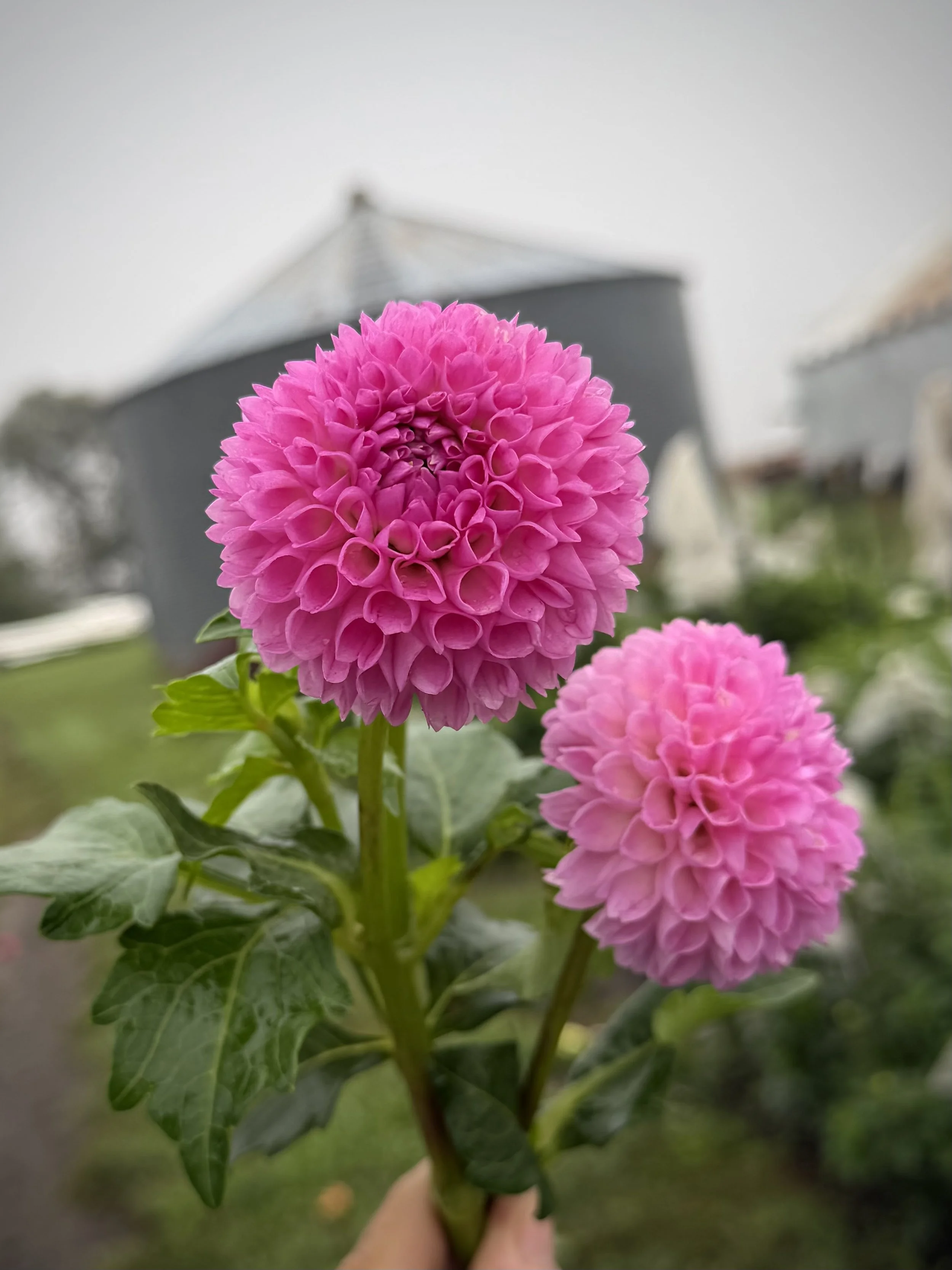 Dahlia Camano Love