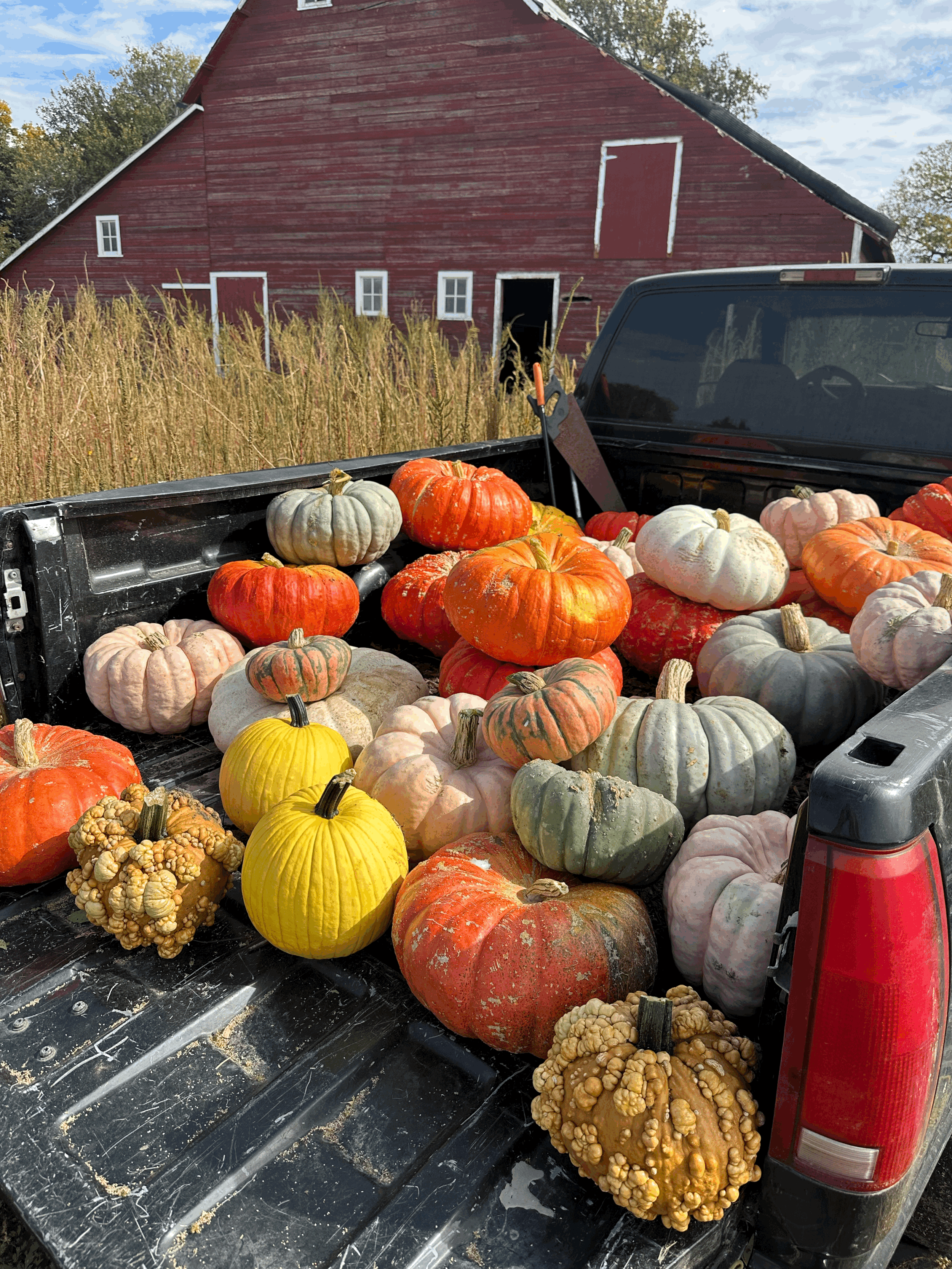 PUMPKIN REMOVAL & COMPOSTING