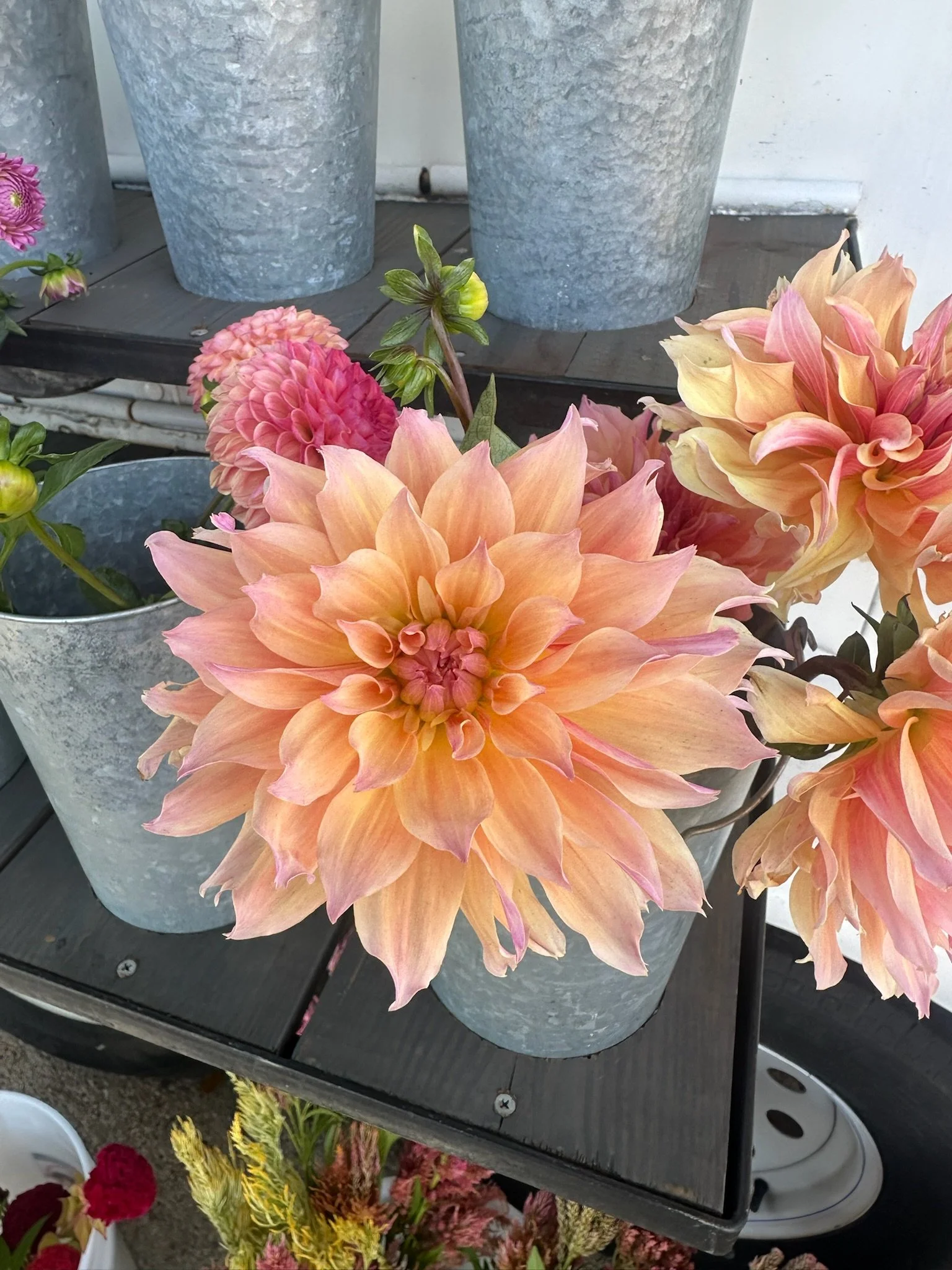 Dahlia Labyrinth