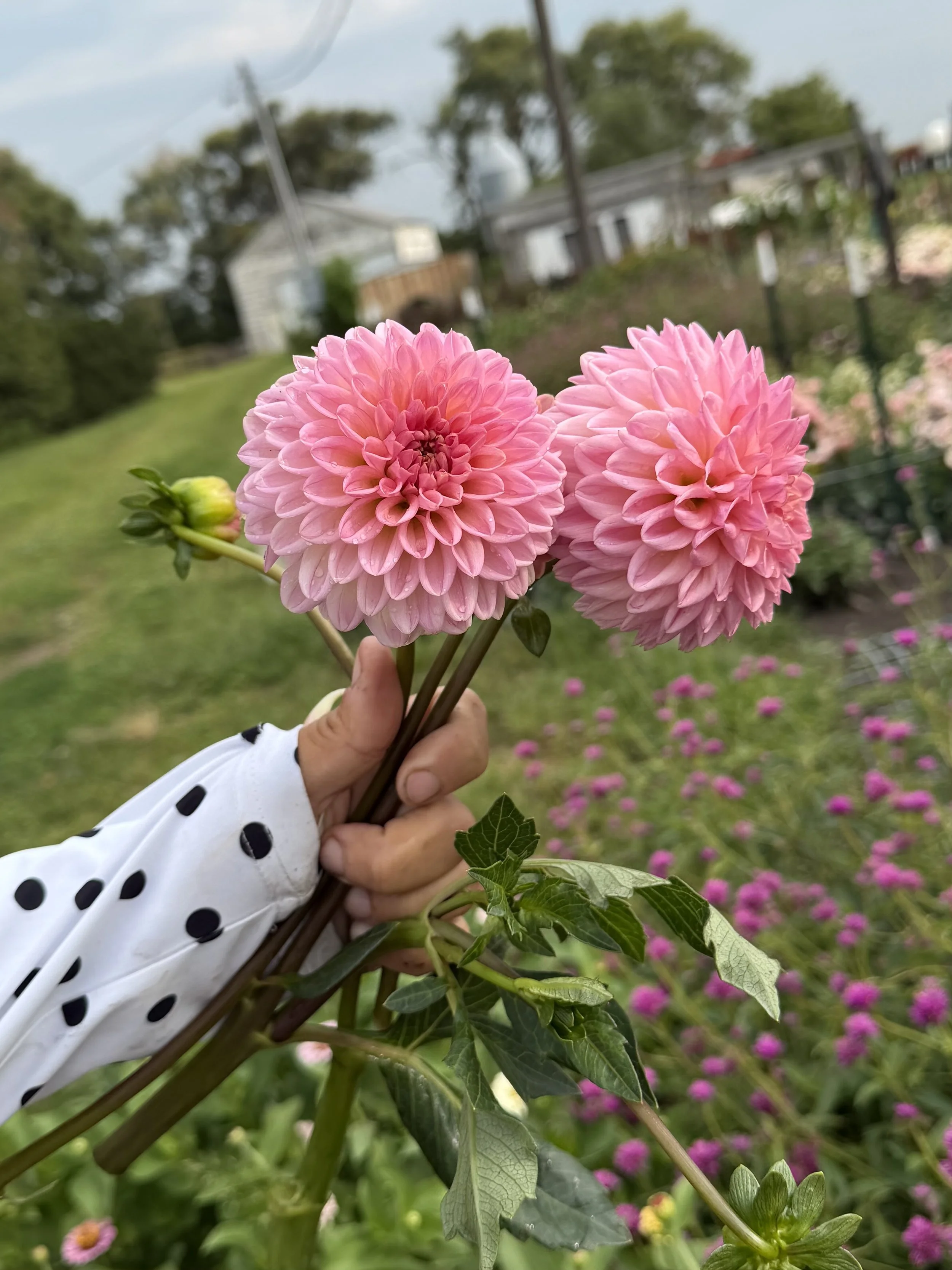 IMG_2781.jpeg