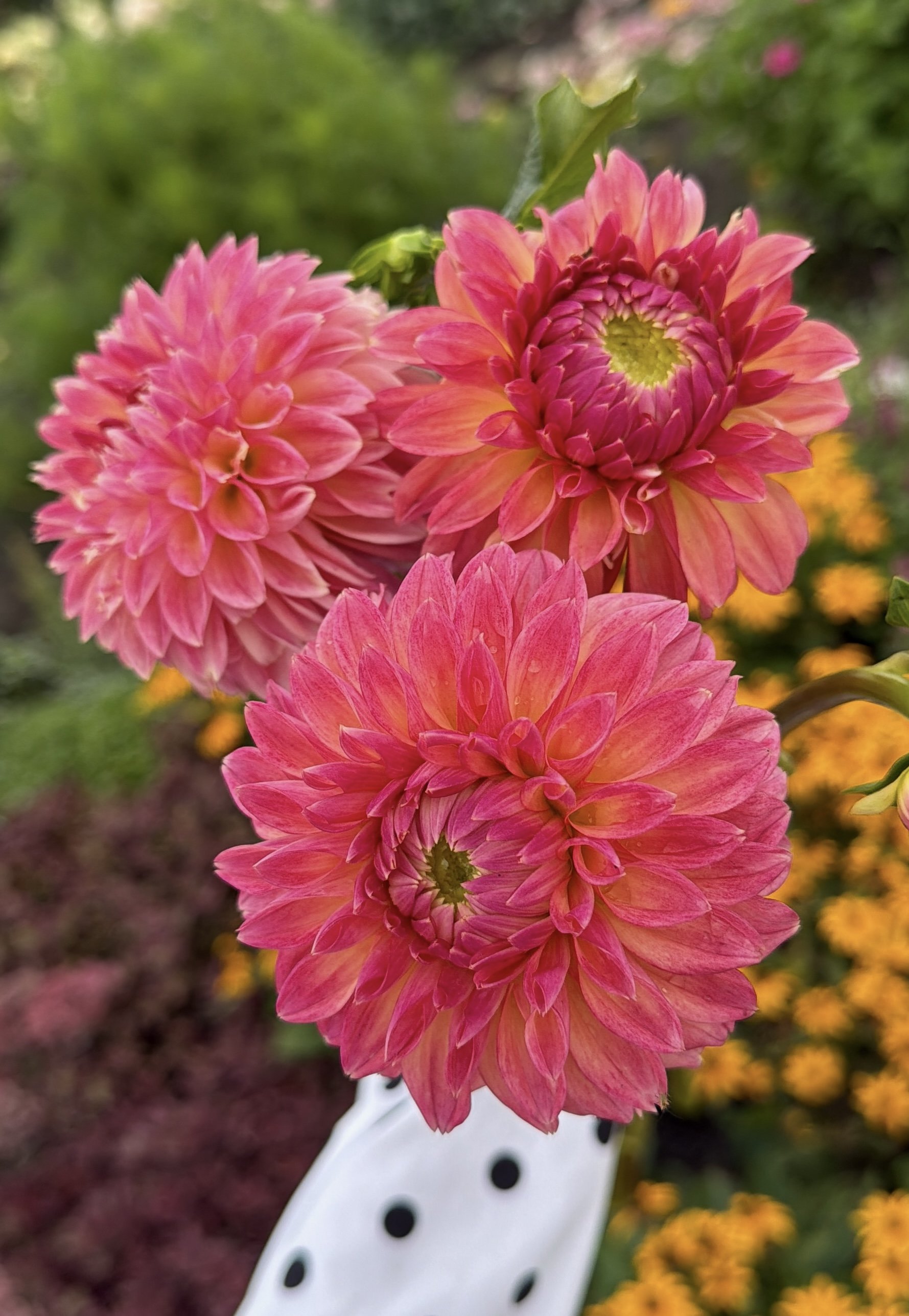 Dahlia KA's Desert Rose (Limit 1)