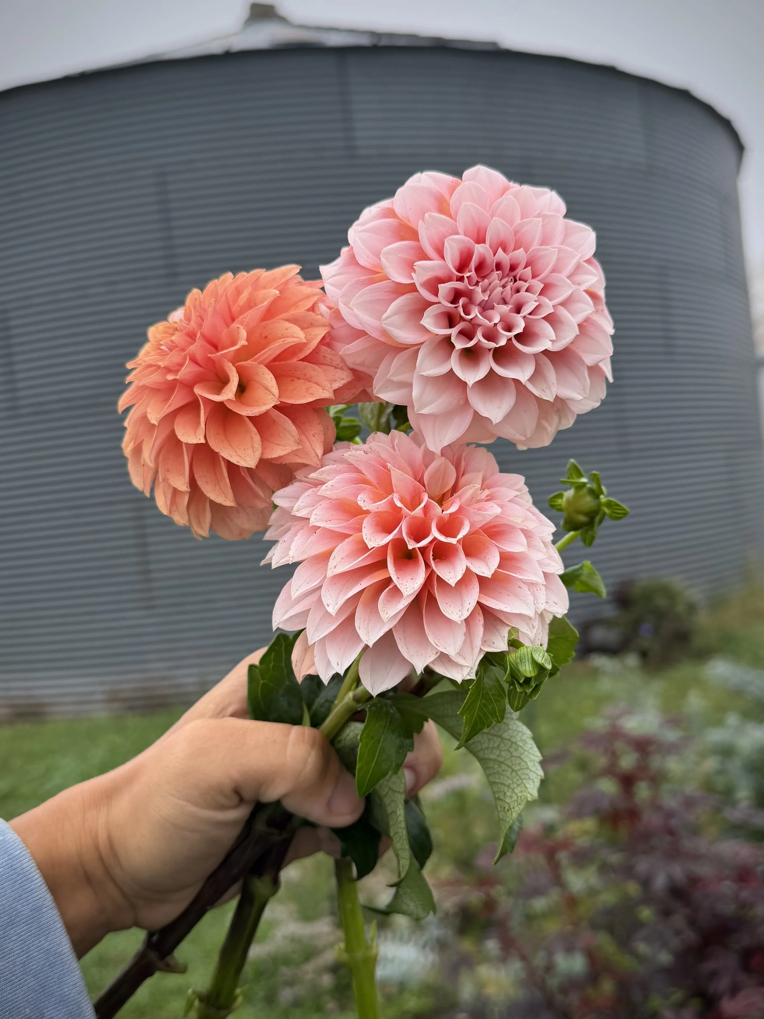 Dahlia Peaches N Cream