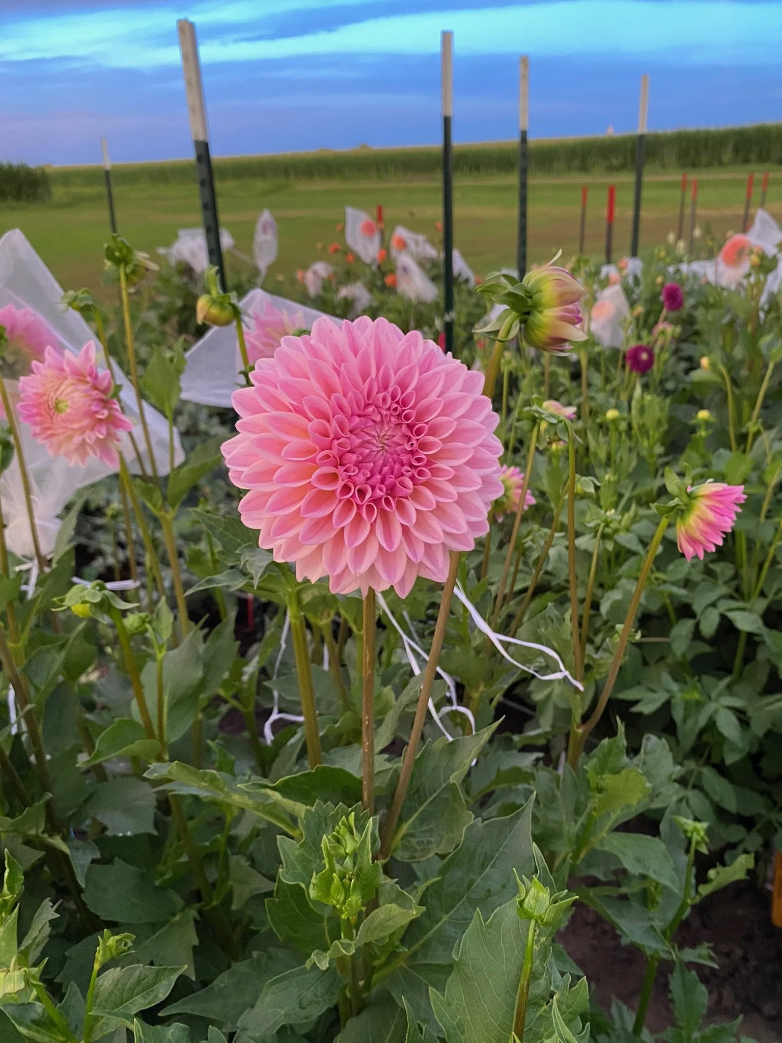 Dahlia Coralie